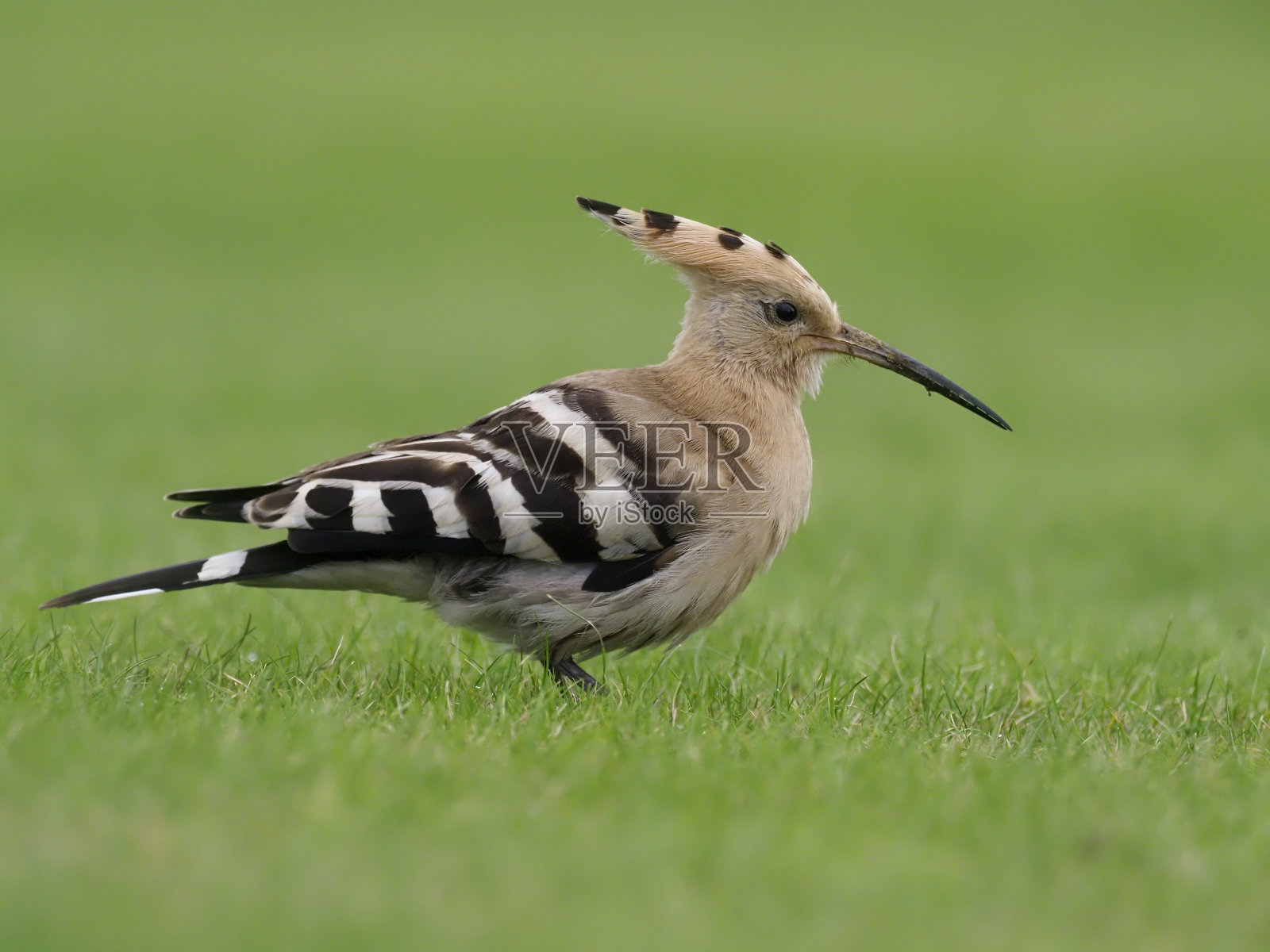 戴胜, Upupa epops照片摄影图片