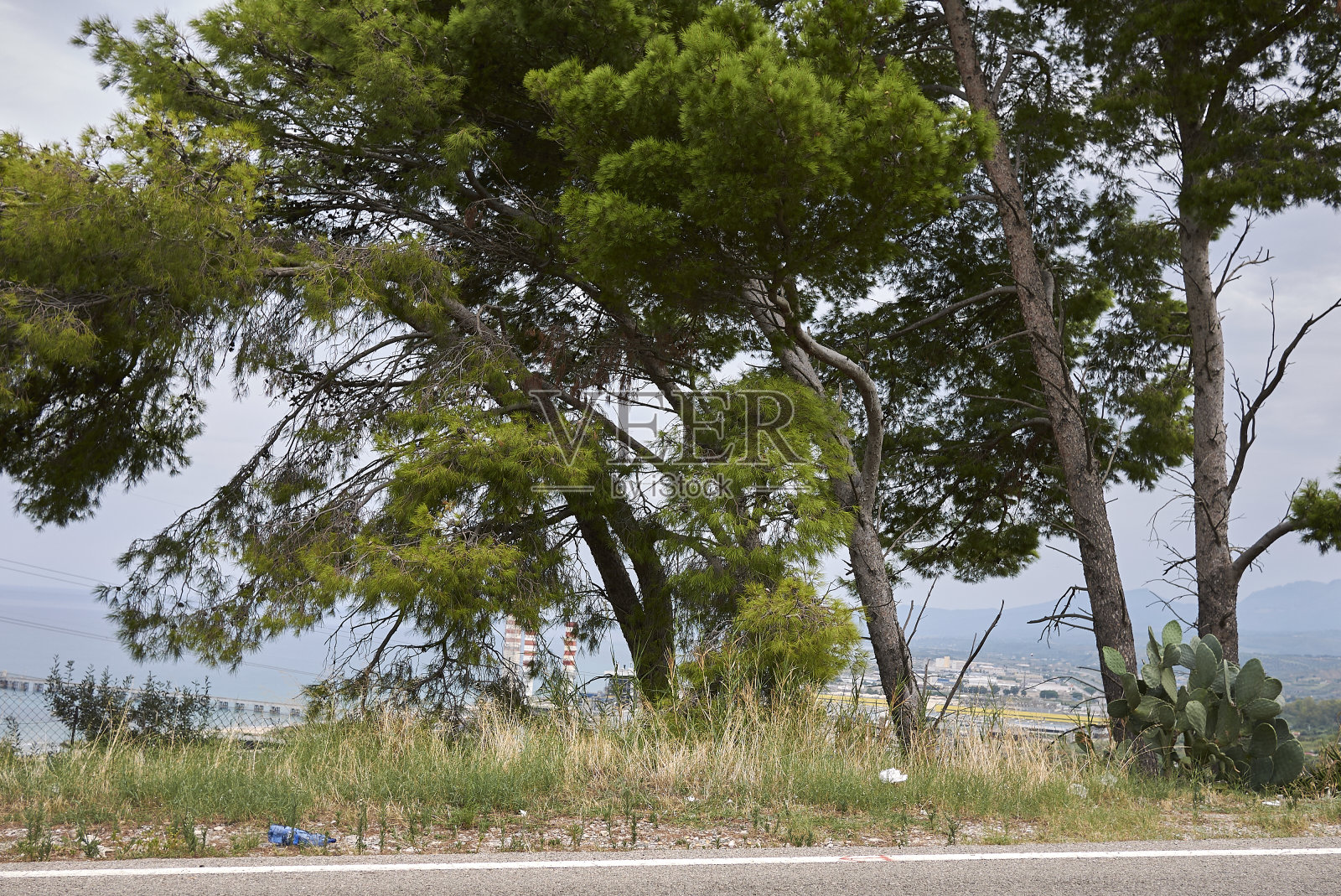 皮努斯·哈莱彭西斯照片摄影图片