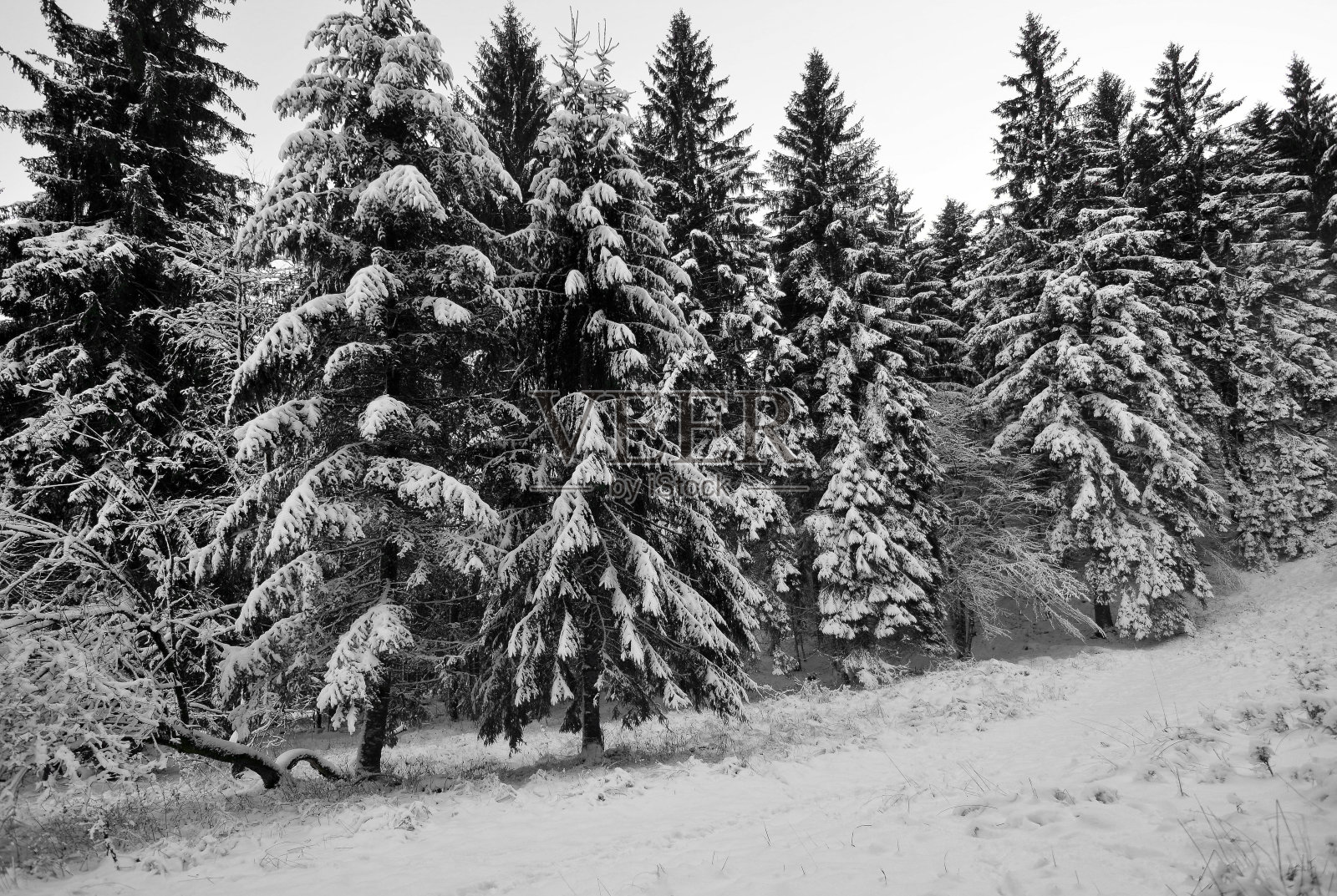 森林里的白雪照片摄影图片