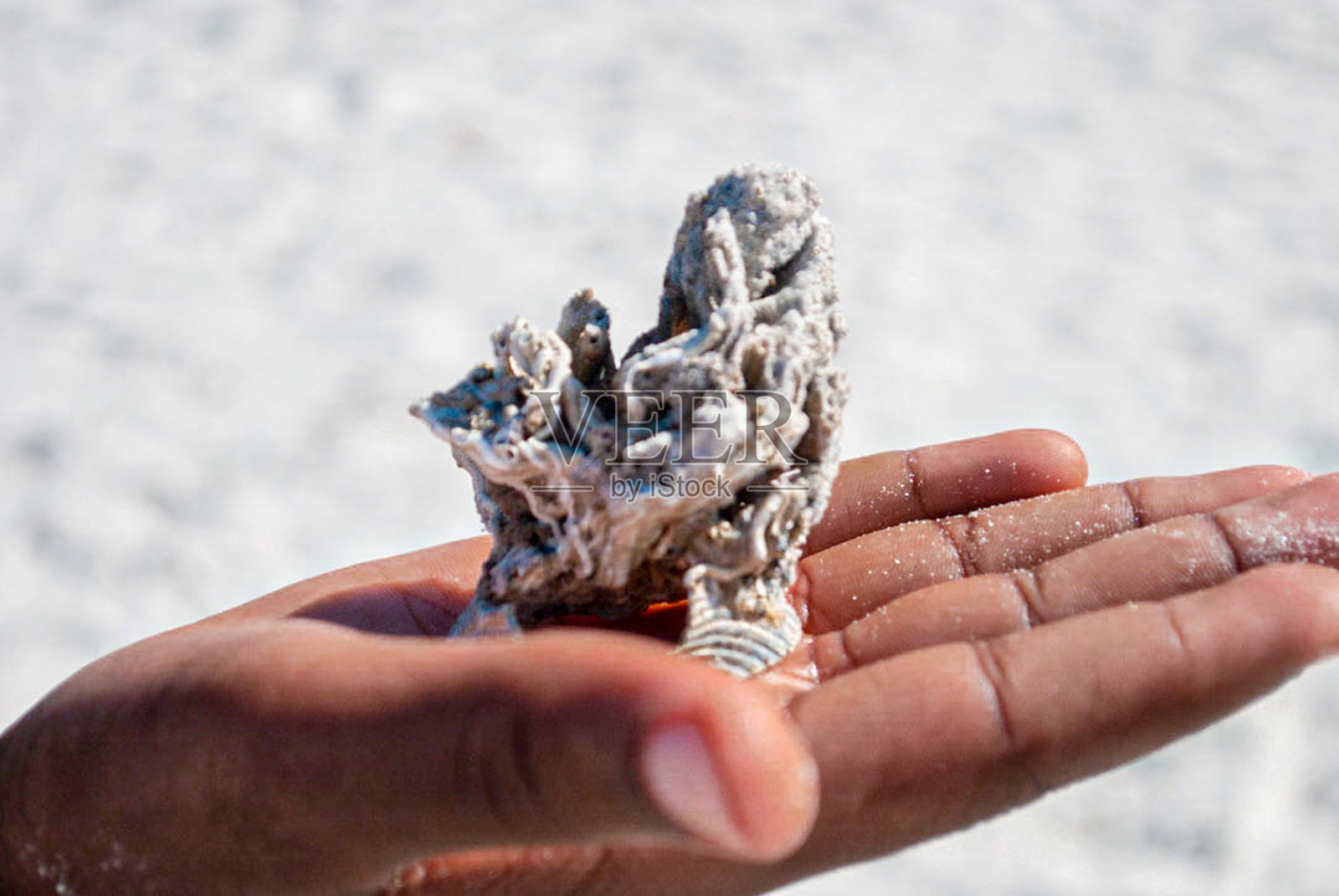 手里拿着贝壳和沙子照片摄影图片