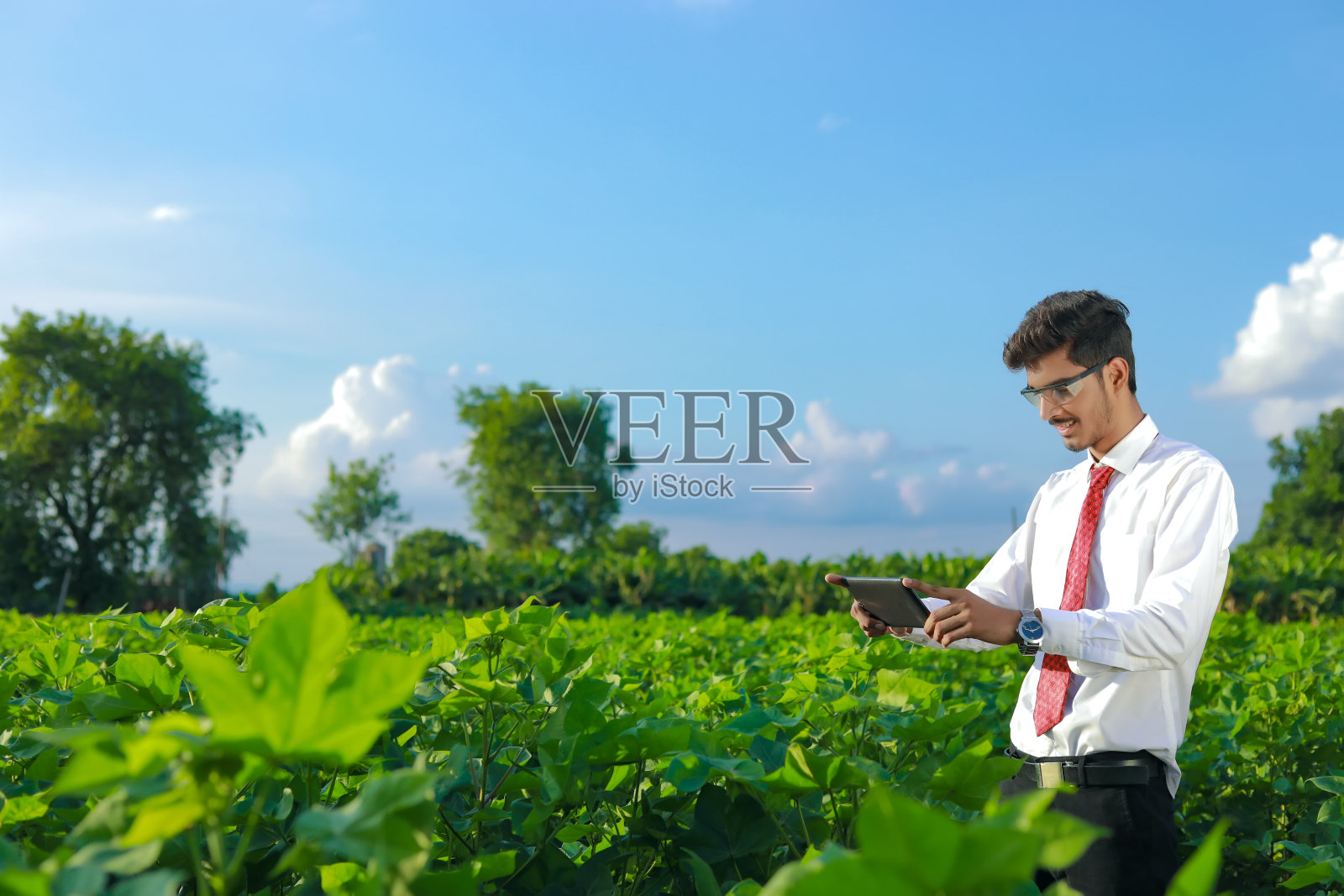 年轻的印度农学家在棉田用药片进行分析和检验照片摄影图片