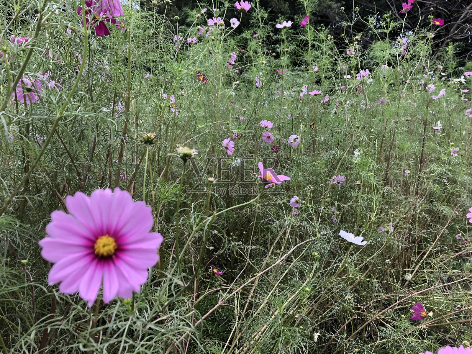 秋天在公园里散步照片摄影图片