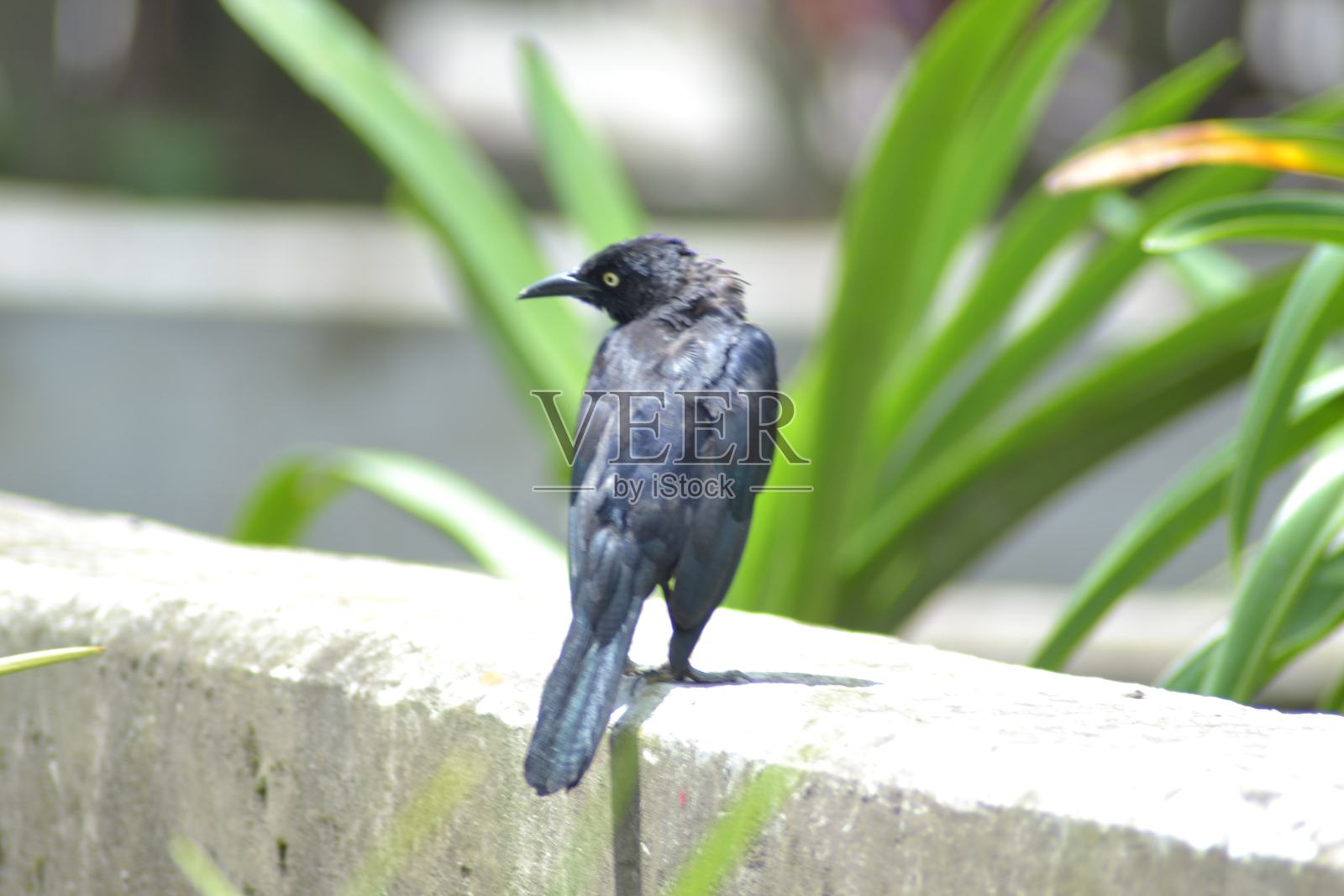 小鸟照片摄影图片