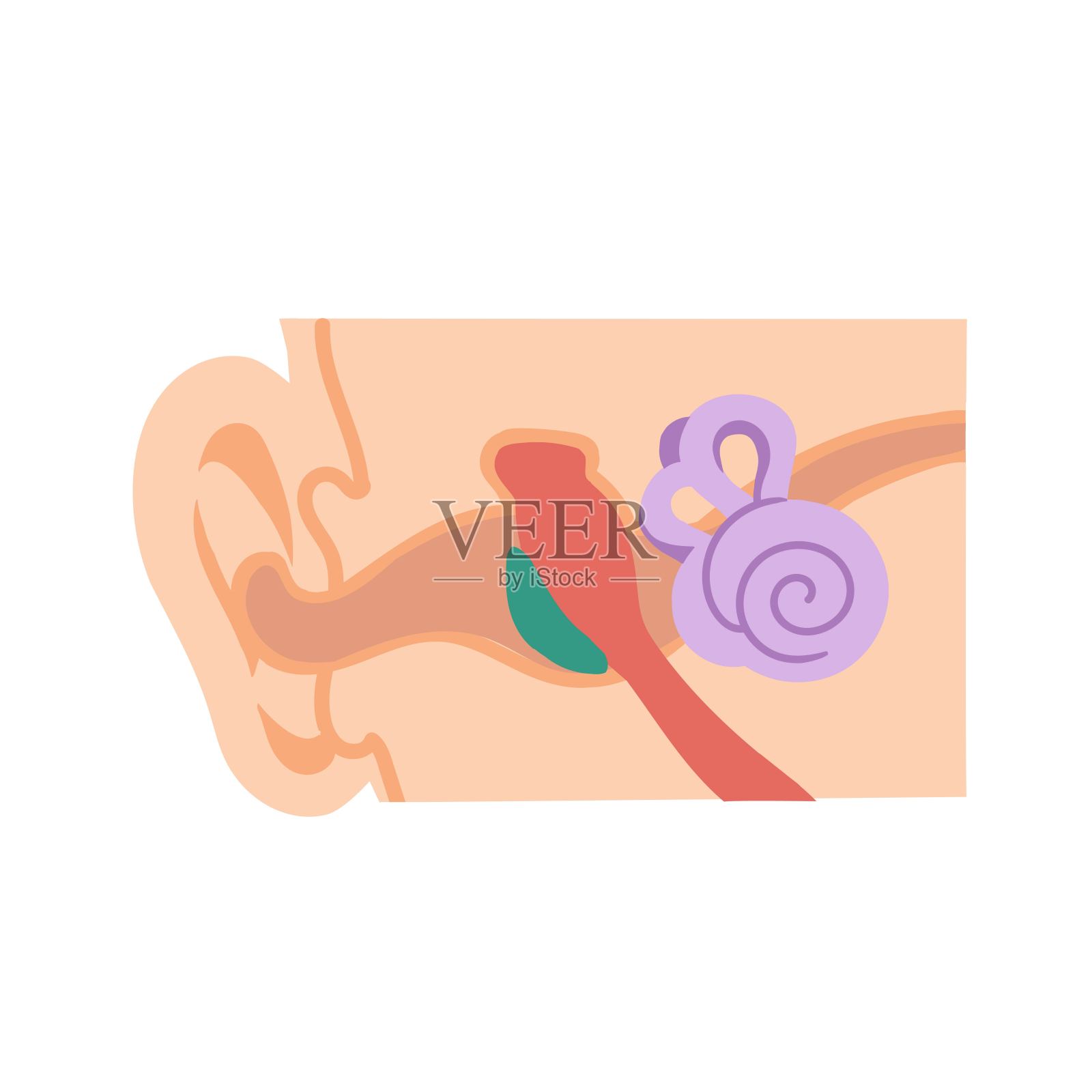 医用半规管的说明材料插画图片素材