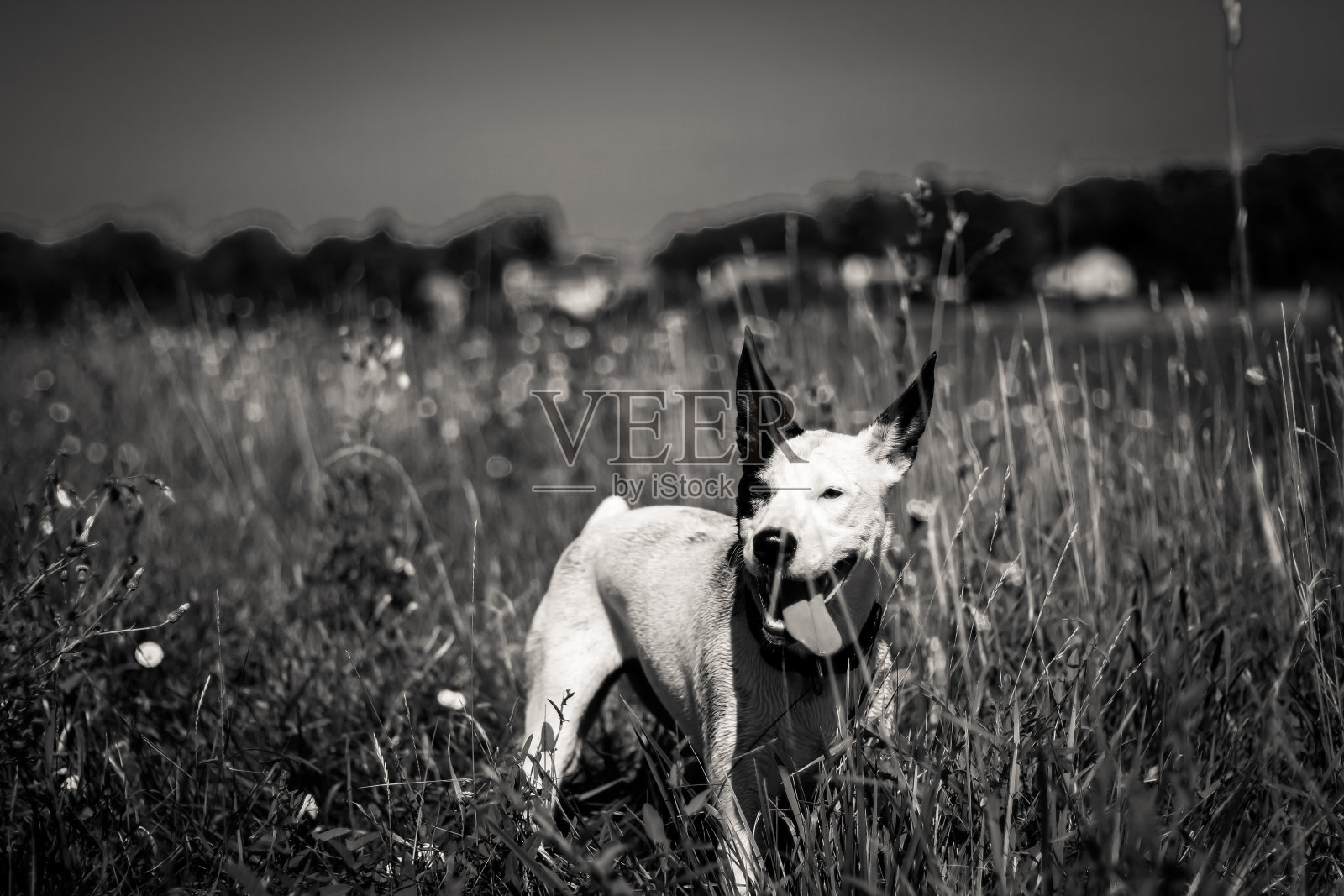 夏天的小狗照片摄影图片