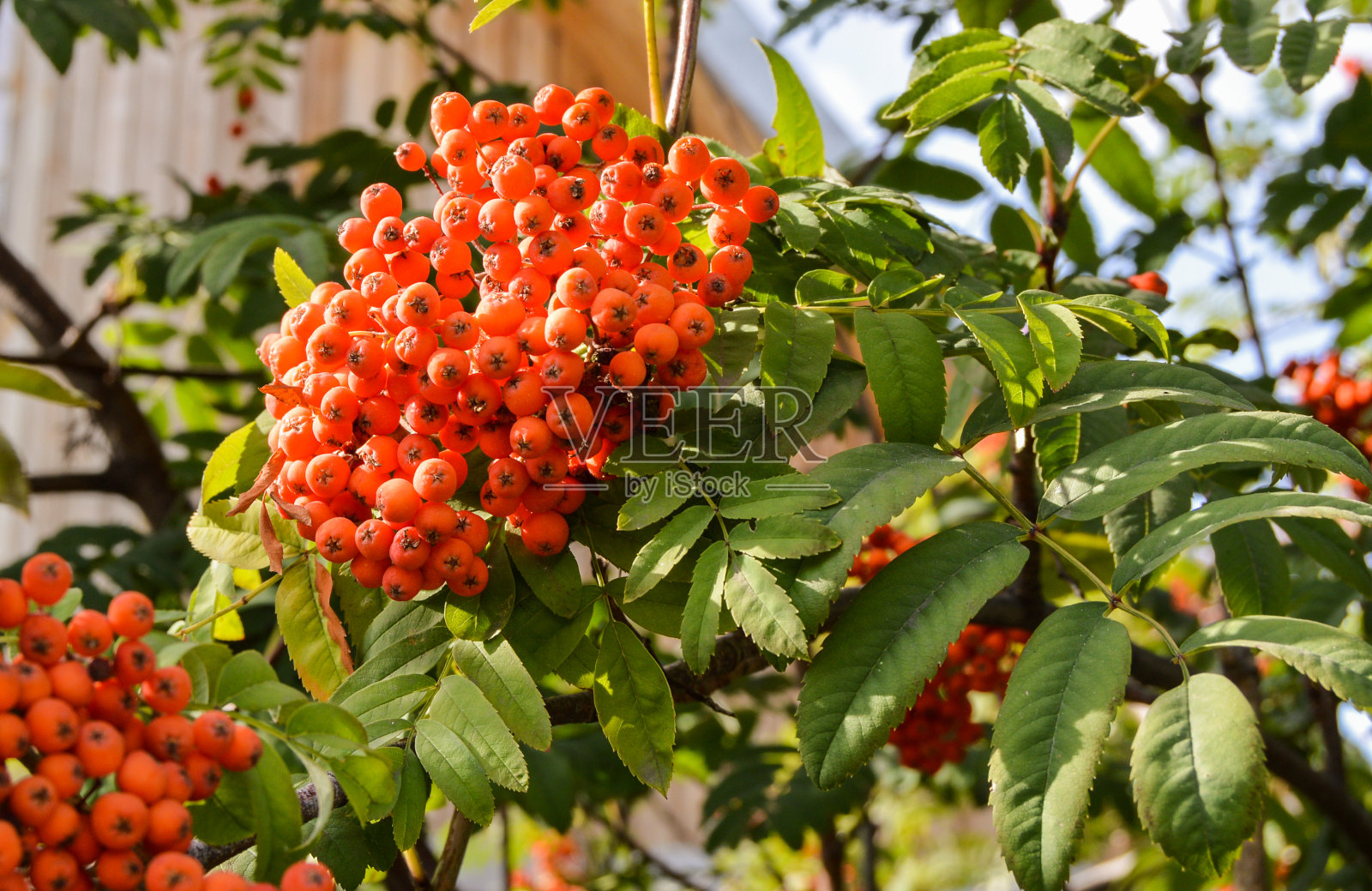 rowan树枝上的红色成熟花楸浆果仰视，夏季秋季花园中成熟花楸浆果特写照片摄影图片