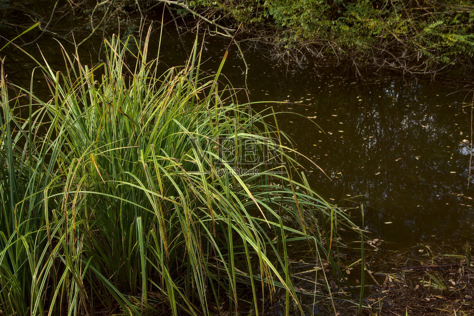 秋天溪水中的芦苇照片摄影图片