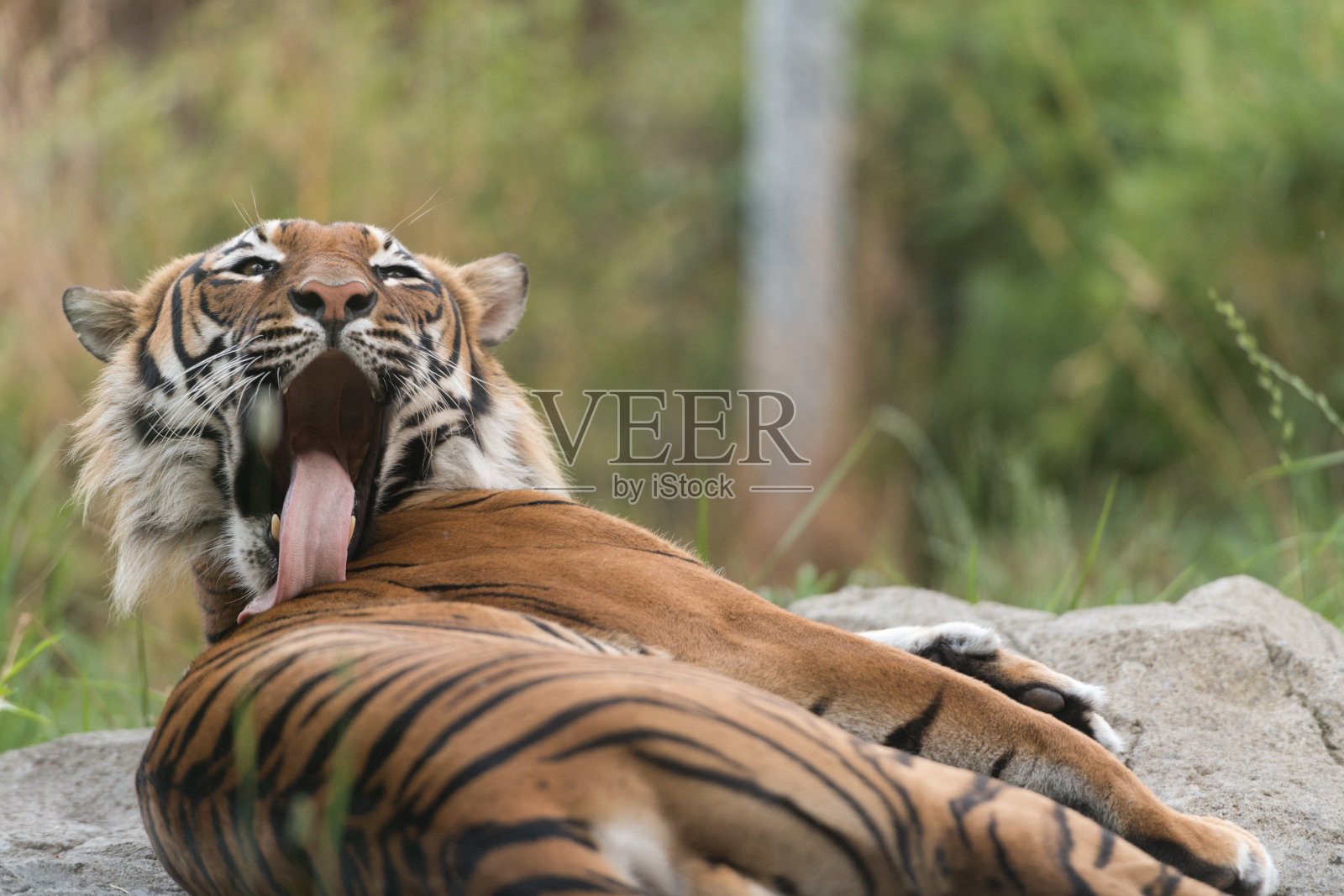 野生动物照片摄影图片