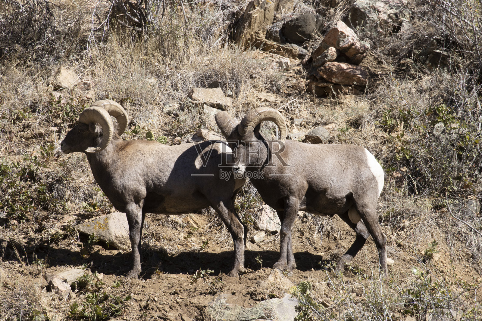 沃特顿峡谷秋天的大角羊照片摄影图片