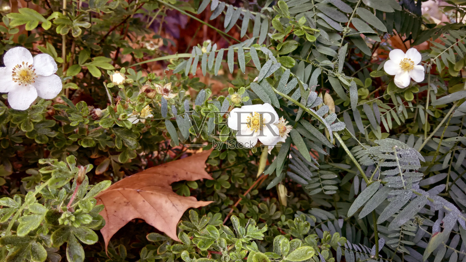 逝去的秋天眨眼照片摄影图片