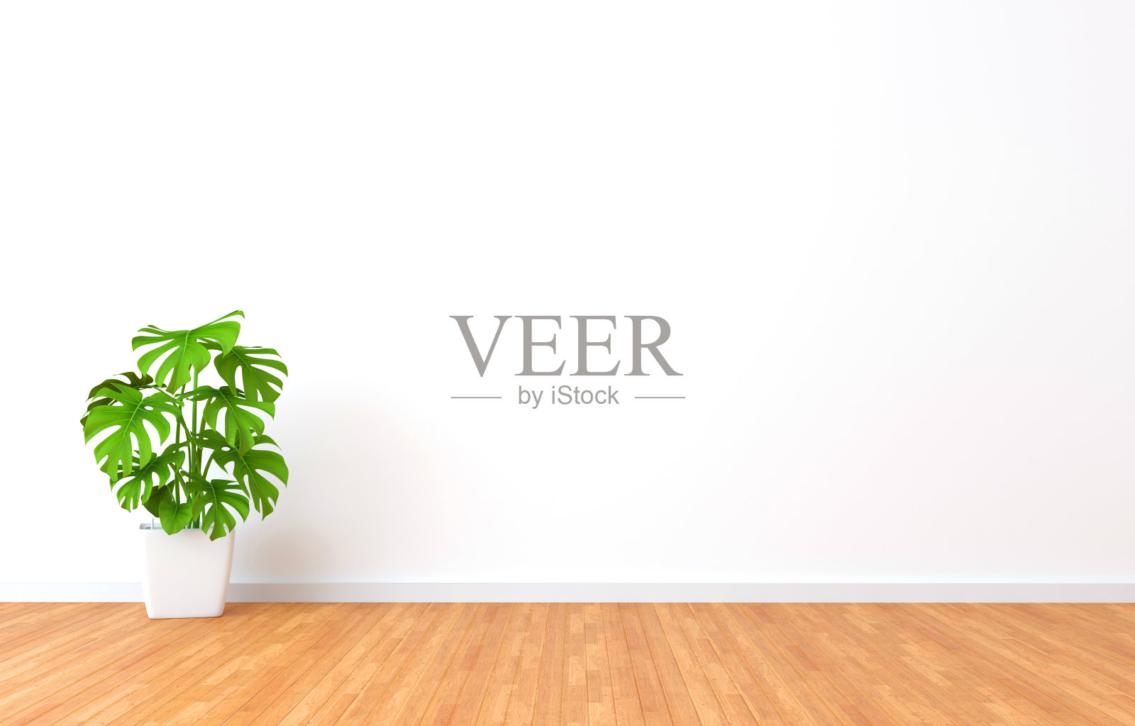 白色房间里的绿色植物。三维渲染照片摄影图片