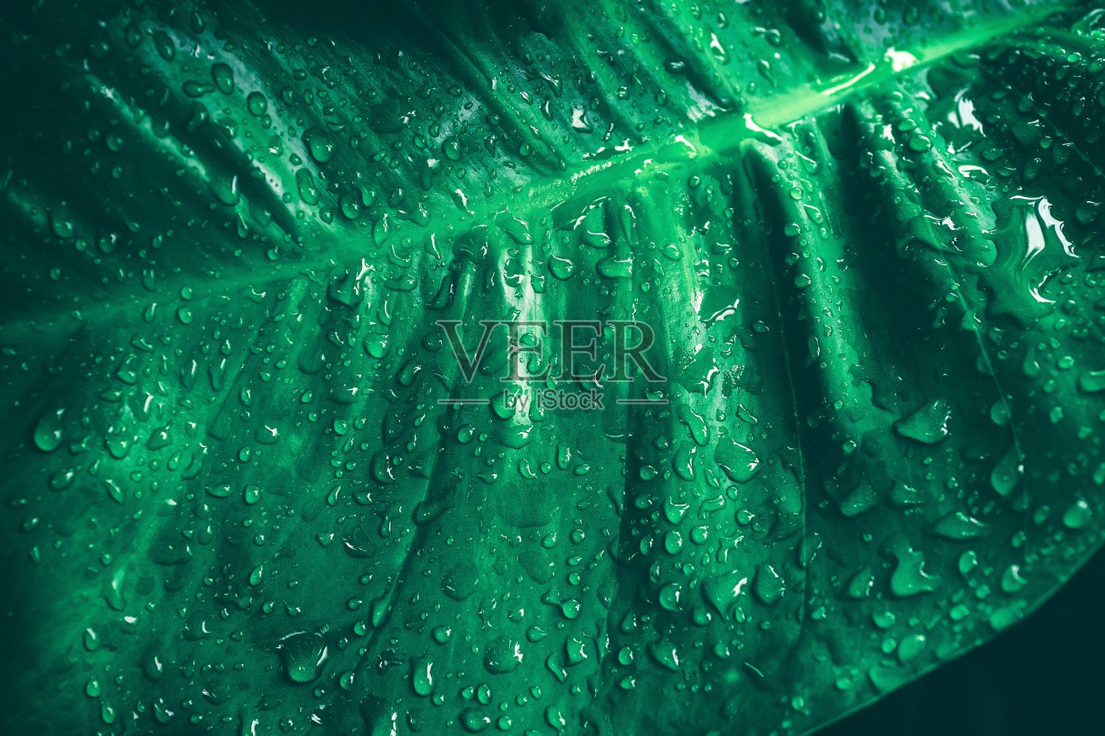 水滴溅在叶子上照片摄影图片