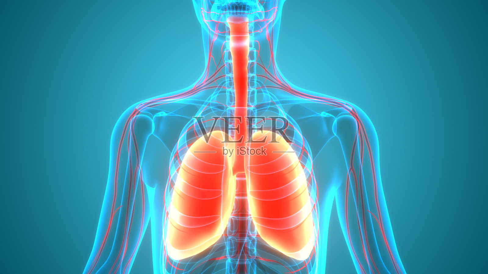 人体呼吸系统及肺解剖学照片摄影图片