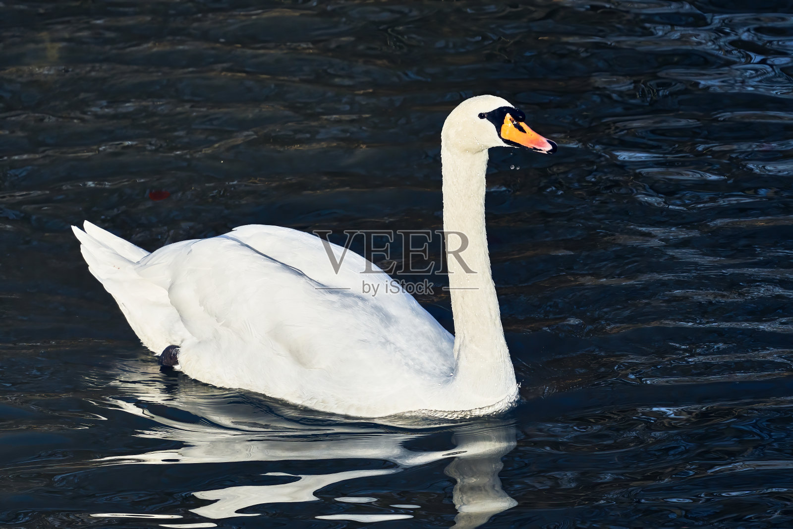 白色的天鹅在漆黑的水面上游动，水面上有倒影照片摄影图片
