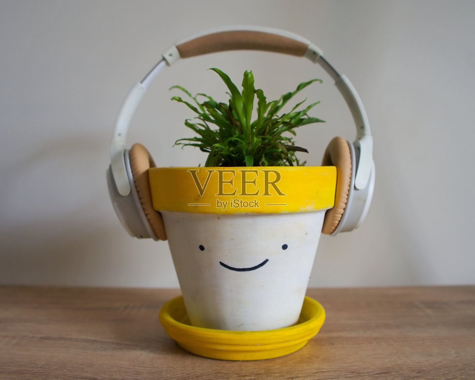 音乐和植物。带耳机的微笑花盆。室内植物照片摄影图片