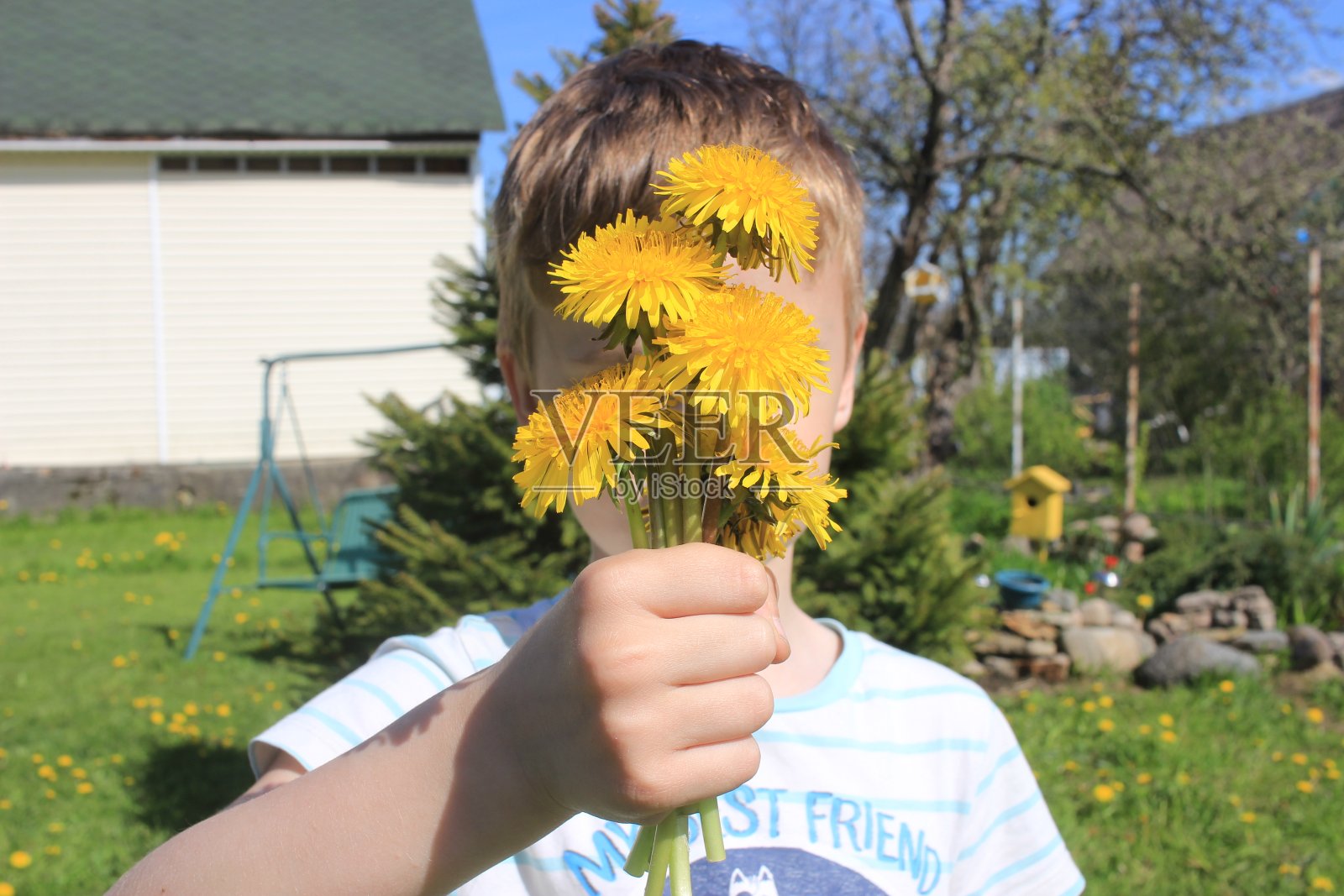 手里拿着一束黄色的蒲公英。照片摄影图片