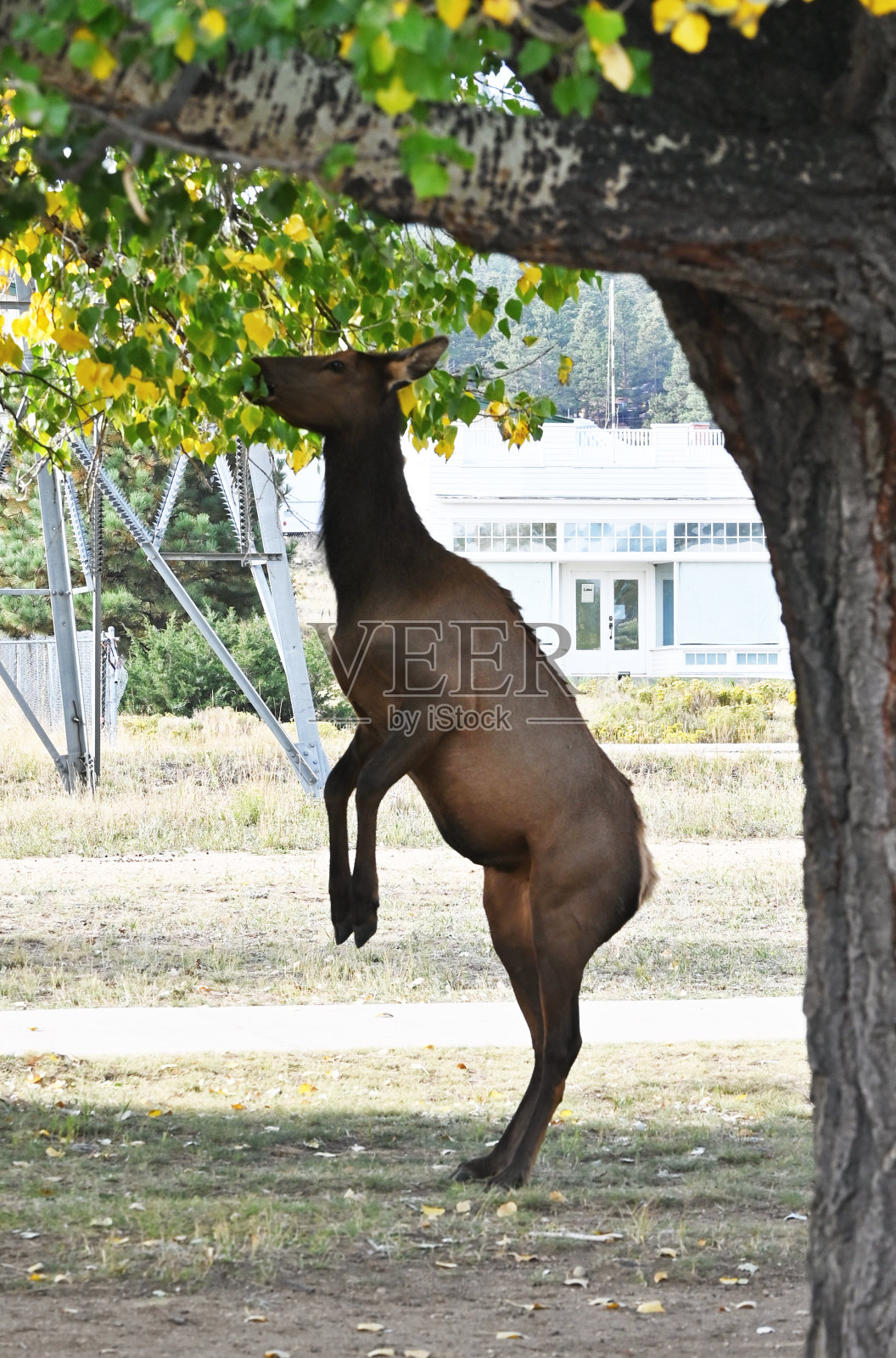 两条腿的麋鹿照片摄影图片