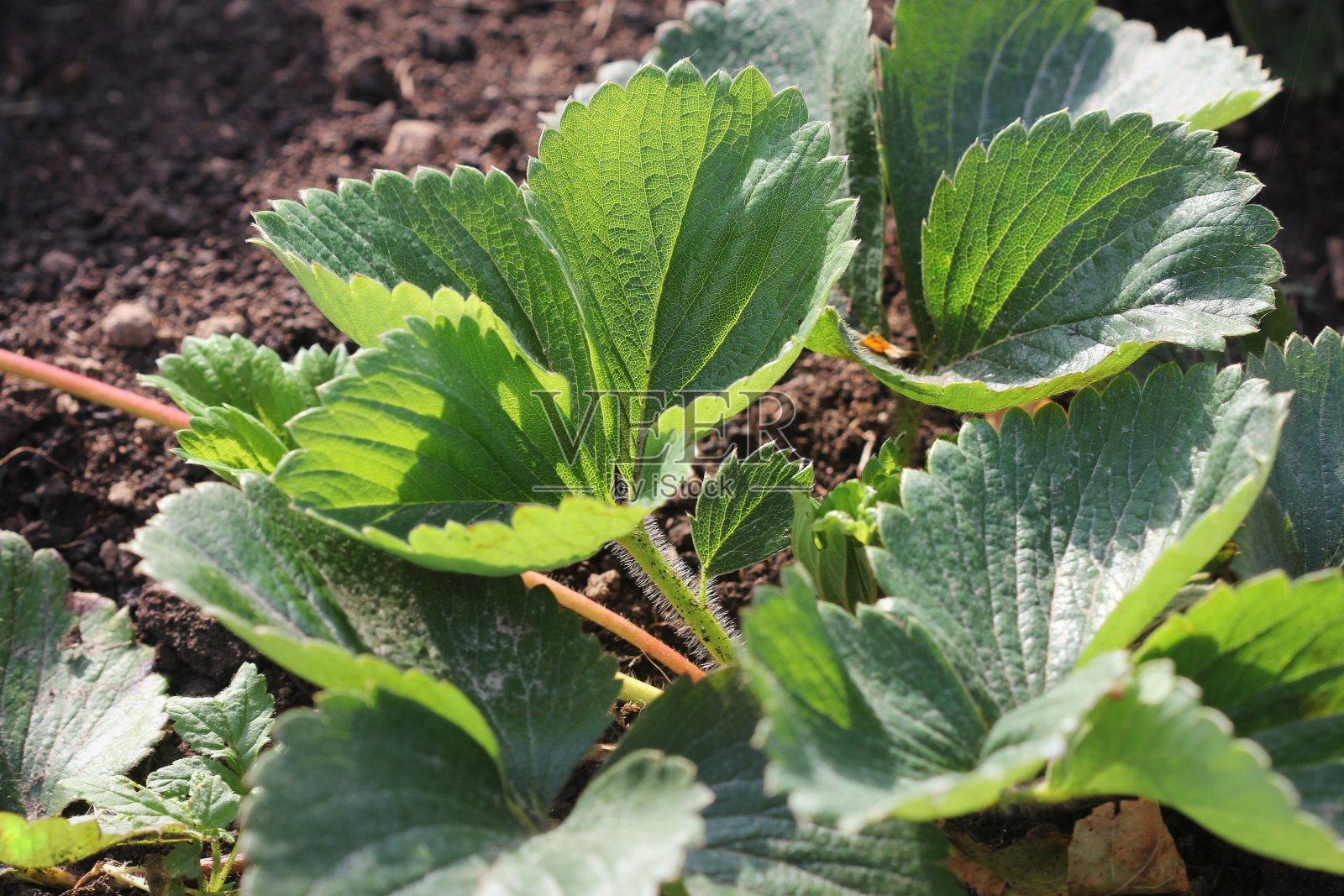 草莓苗圃，春季播种照片摄影图片