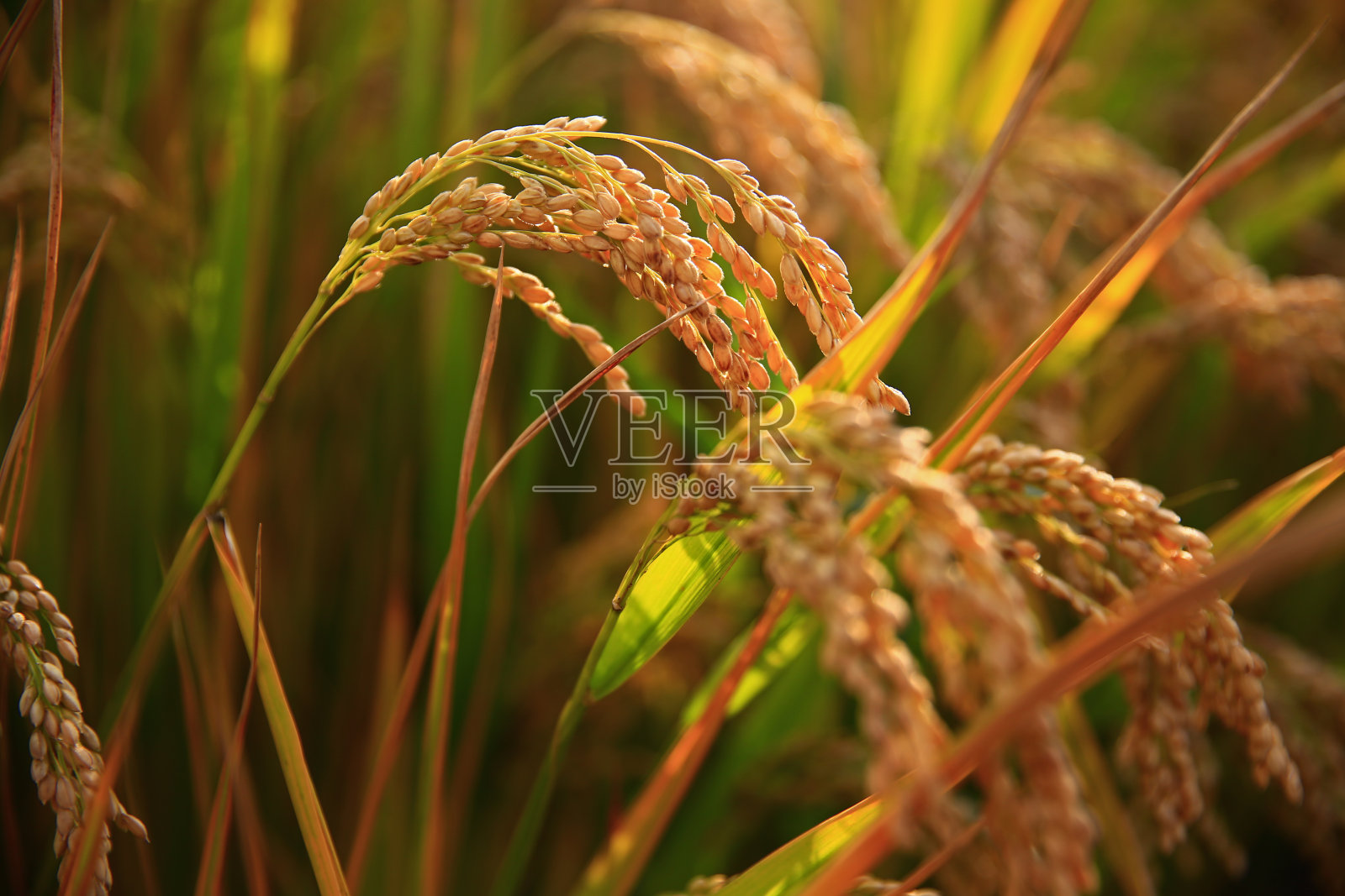 乡间种植成熟的水稻照片摄影图片