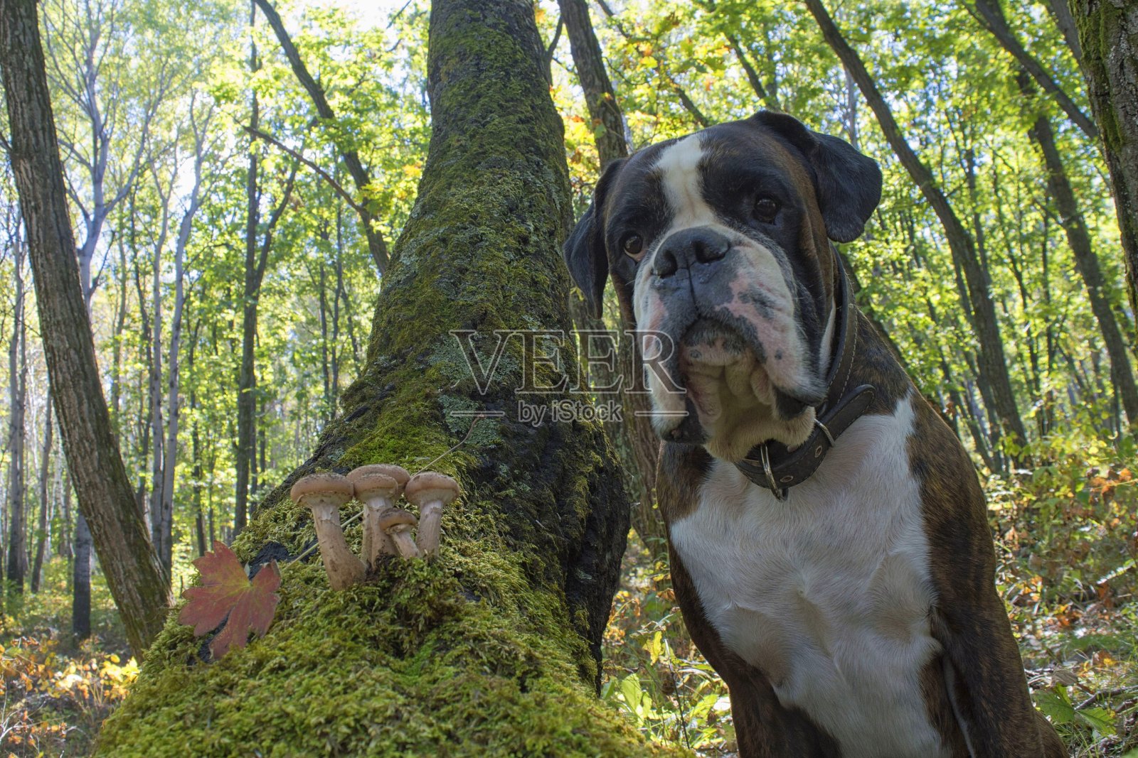 拳师犬在秋天的森林里散步。照片摄影图片