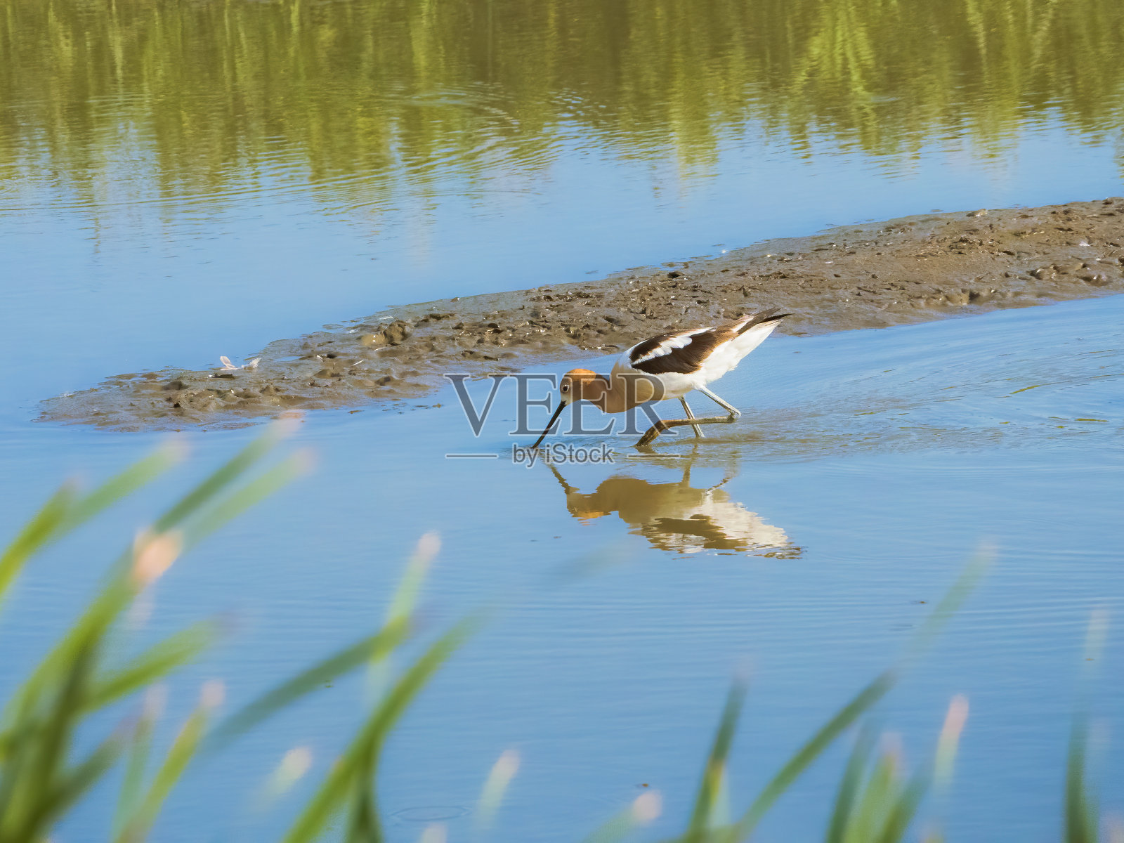 在浅水中觅食的美国鳄梨照片摄影图片