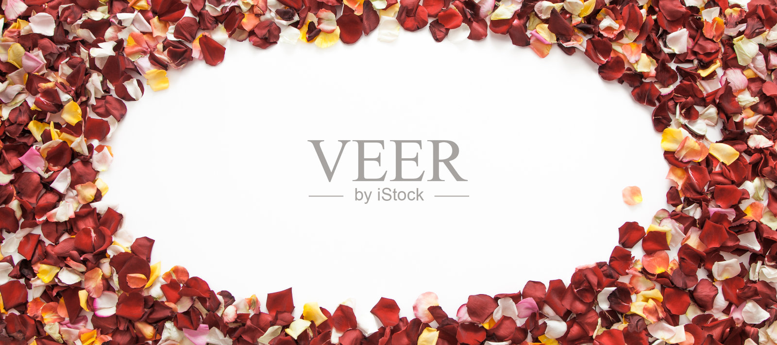 椭圆形框架的混合新鲜玫瑰花瓣在白色的背景与复制空间照片摄影图片