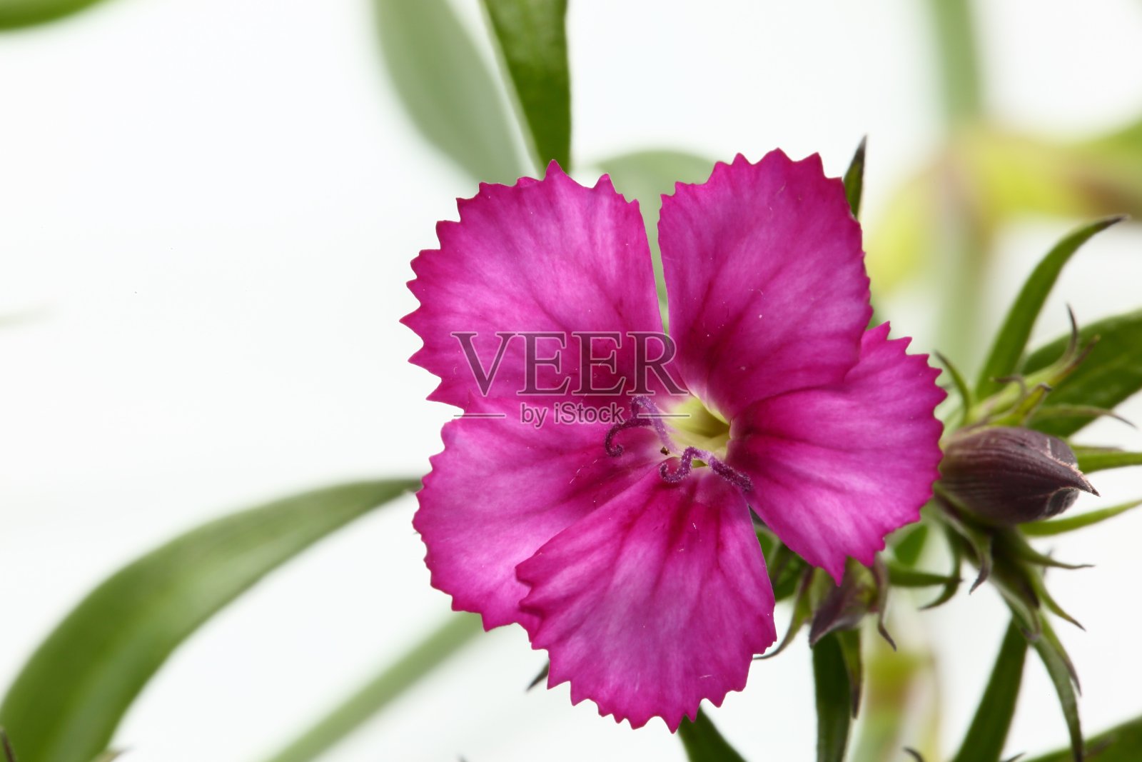 粉红色的花和白色的背景照片摄影图片