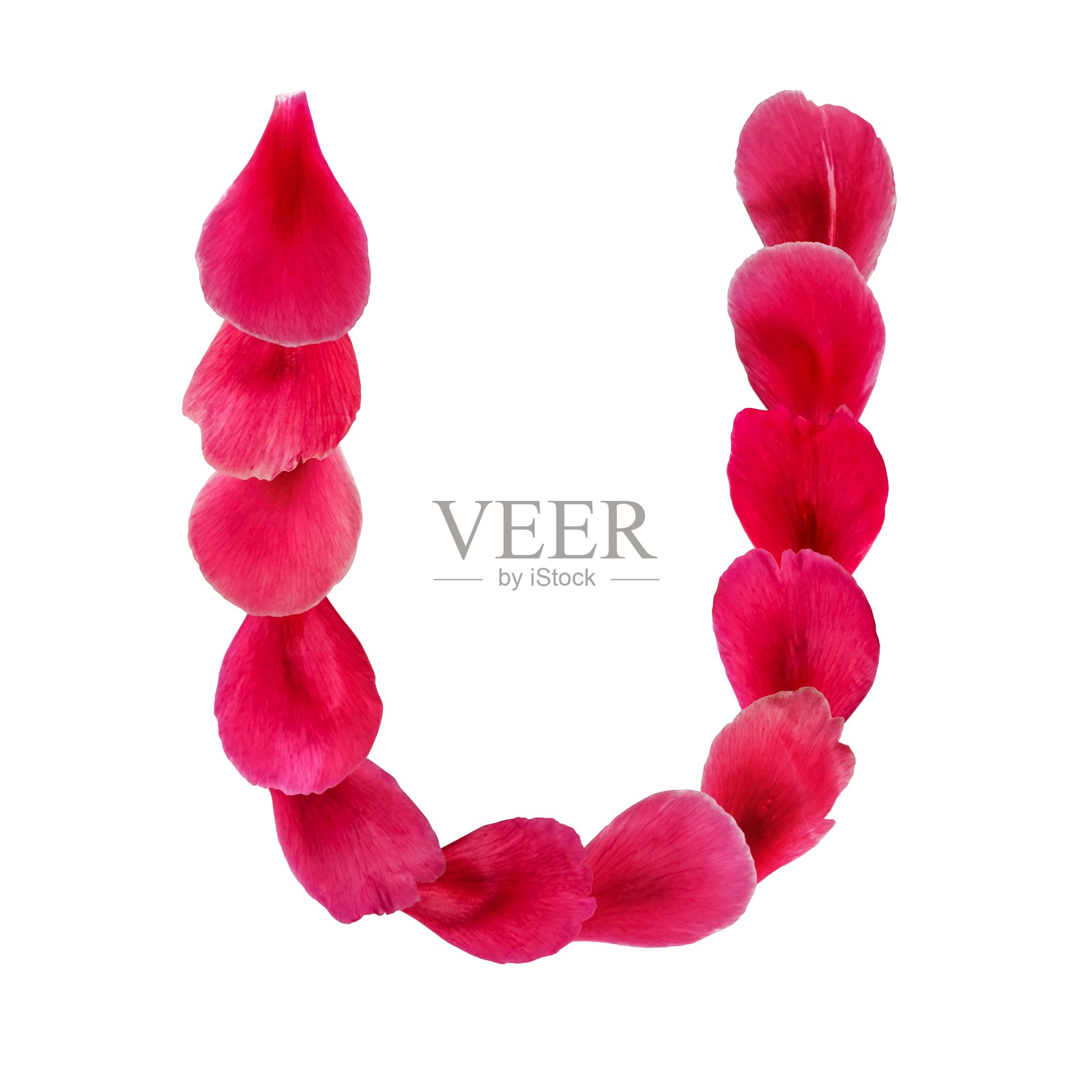 英文天然花字母U，孤立在白色背景上照片摄影图片