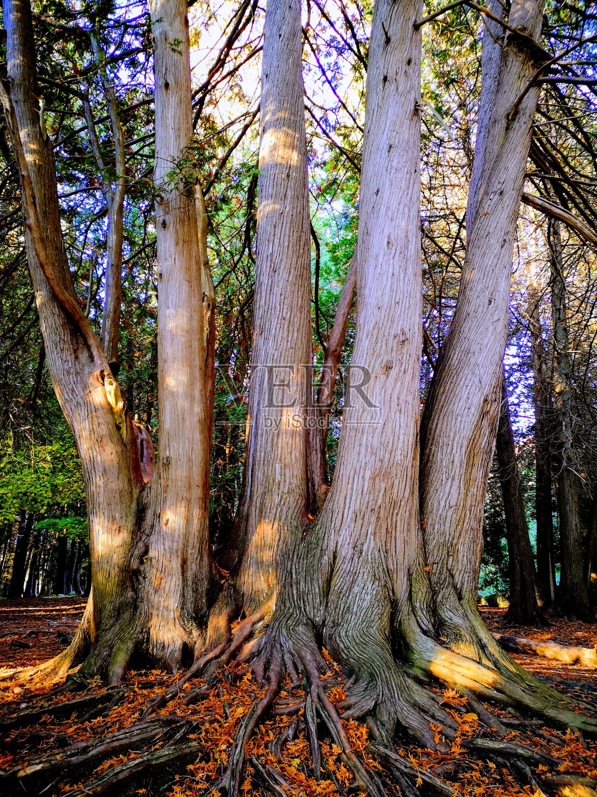 秋天的树照片摄影图片