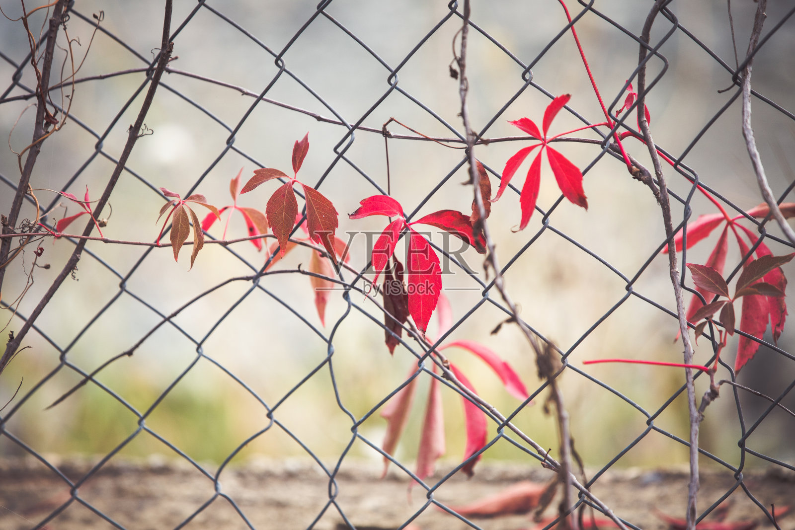红维吉尼亚爬山虎的叶子在铁丝网上照片摄影图片