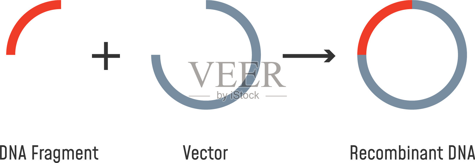 基因克隆质粒和重组DNA插画图片素材