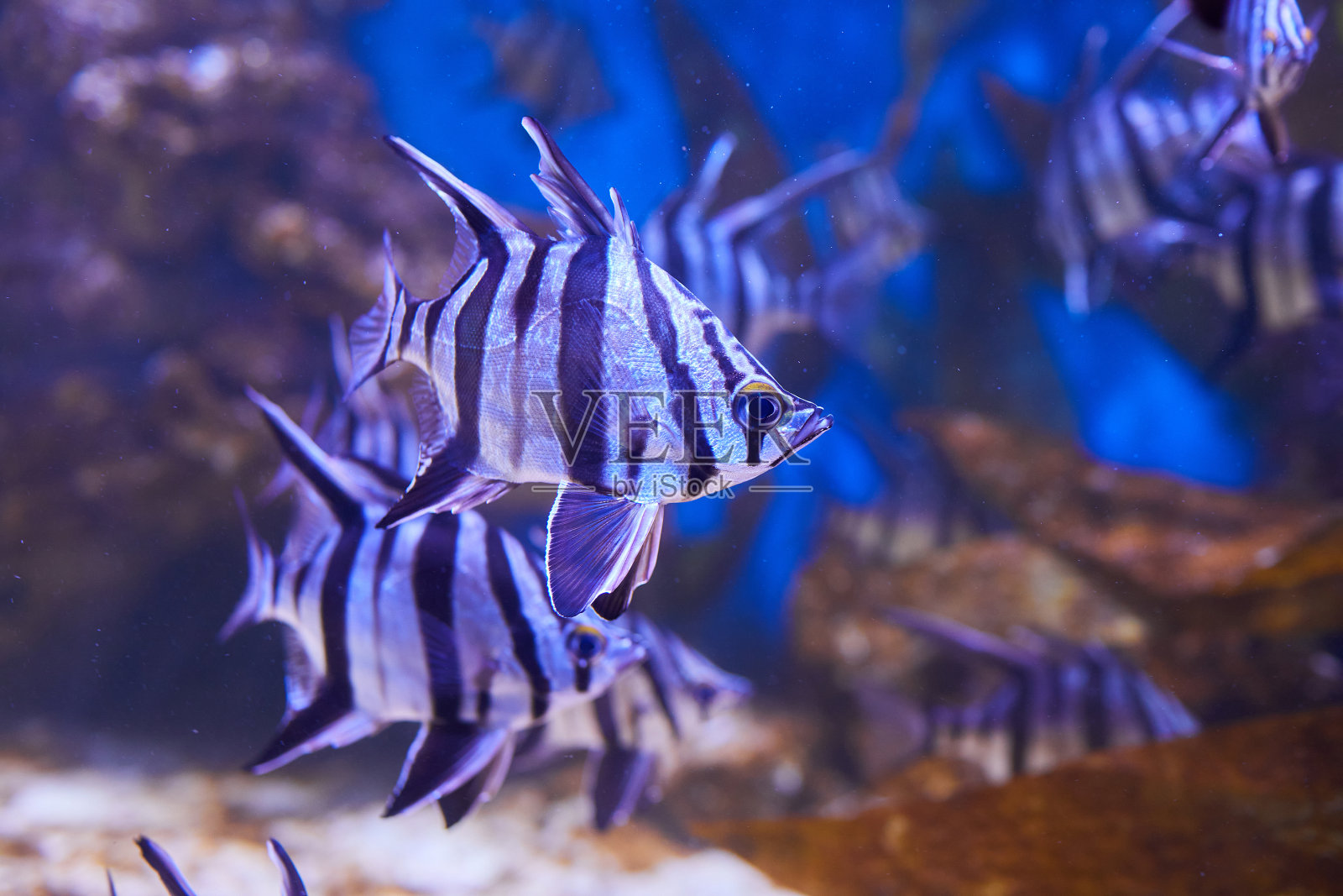 一种黑白相间的条纹鱼照片摄影图片