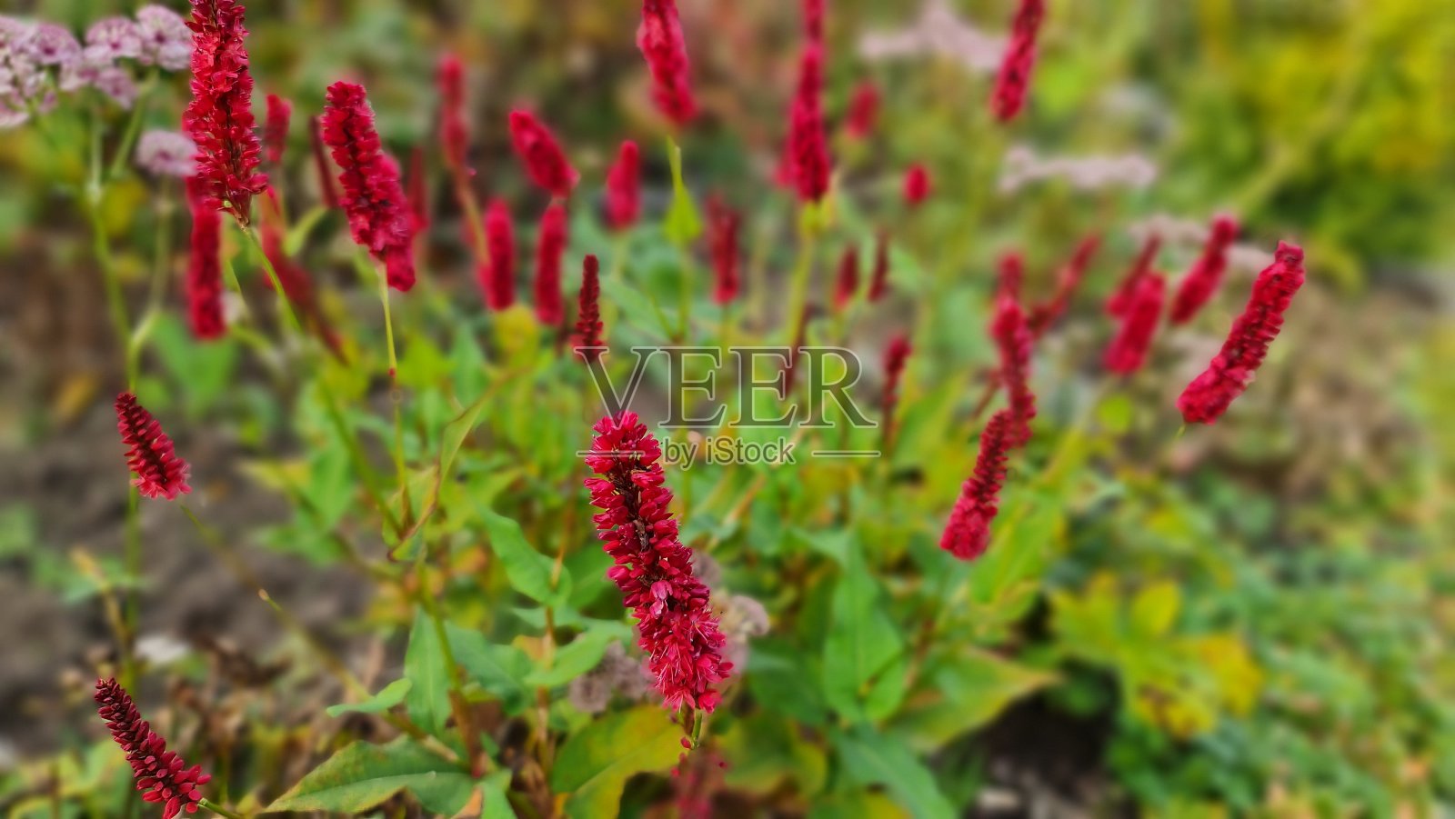 瑞典秋天五颜六色的花照片摄影图片