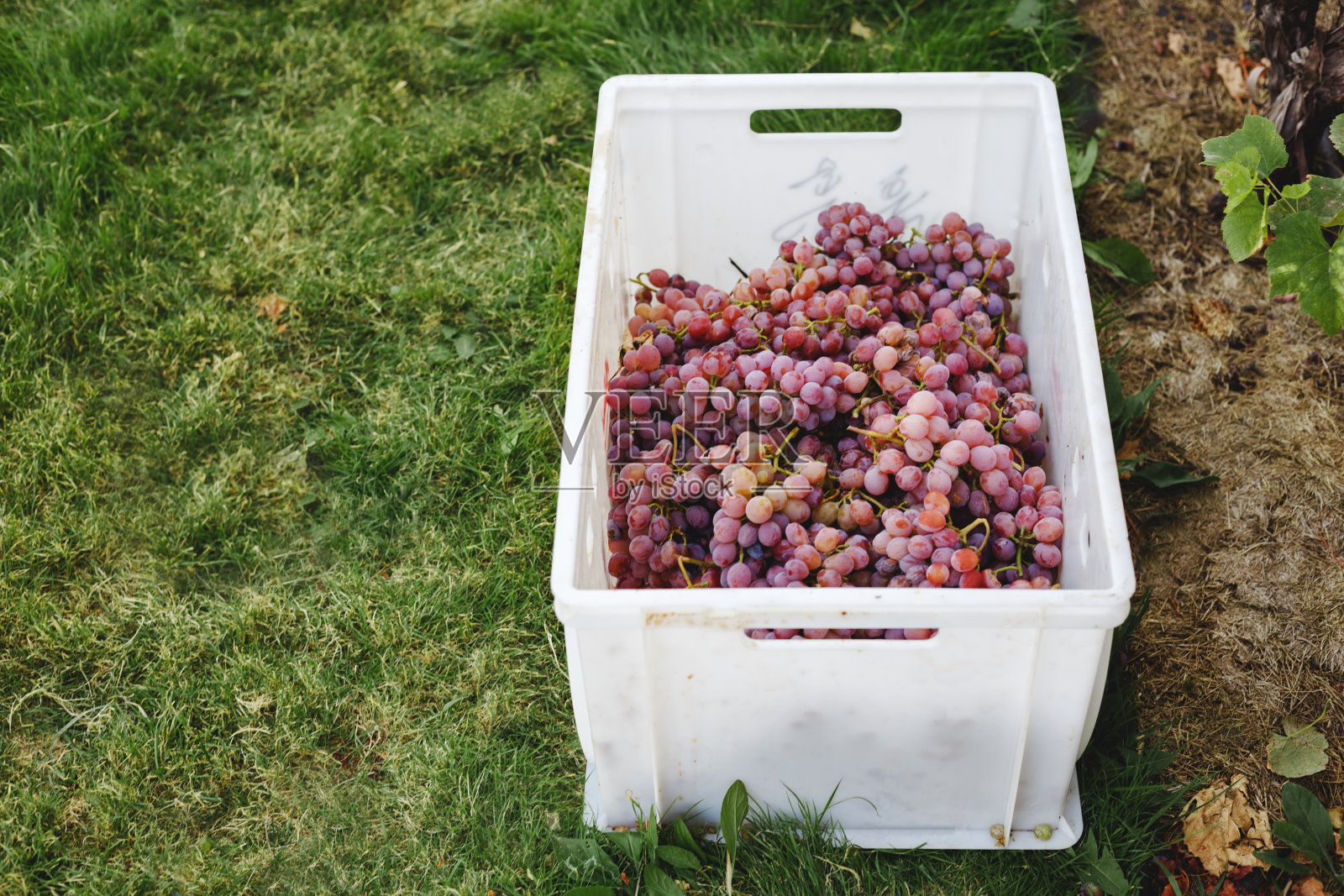 成熟的红葡萄。秋收后，将粉红色的花束装在盒子里，准备用来酿酒或出售。照片摄影图片