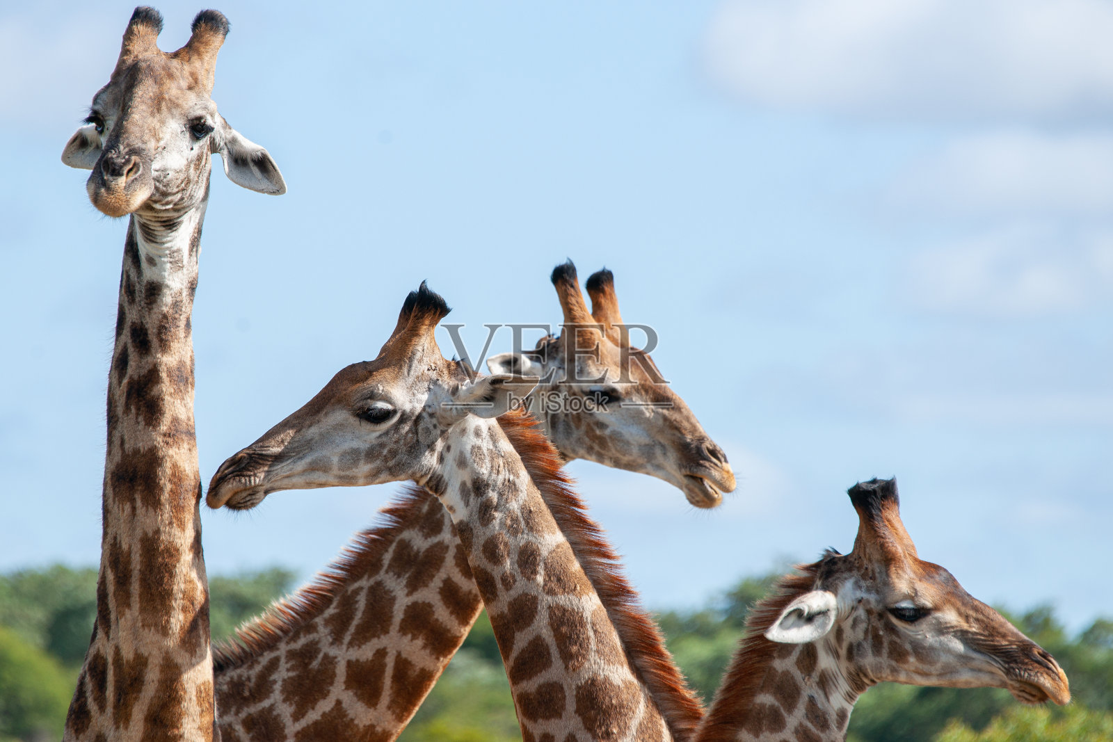 长颈鹿之旅照片摄影图片