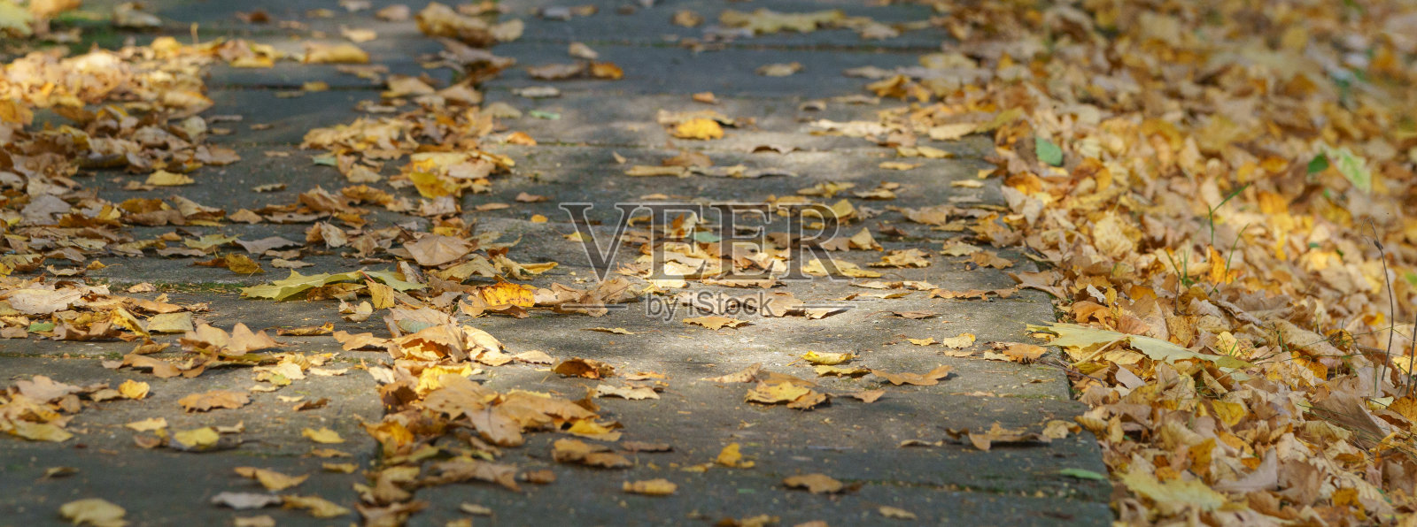 俄罗斯乡间的秋路照片摄影图片