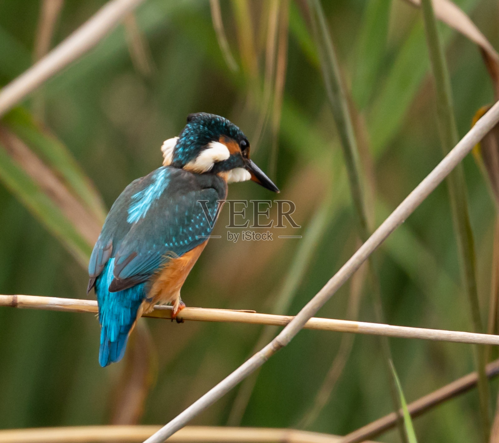 普通翠鸟照片摄影图片