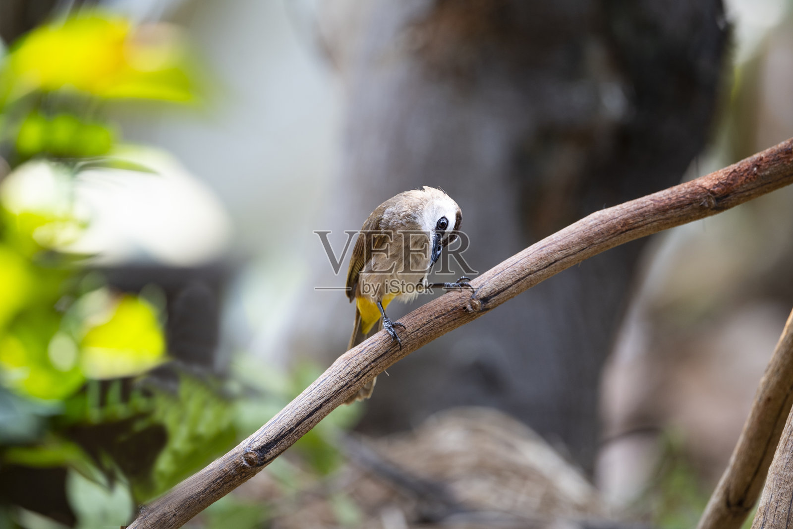 黄臀鹎照片摄影图片