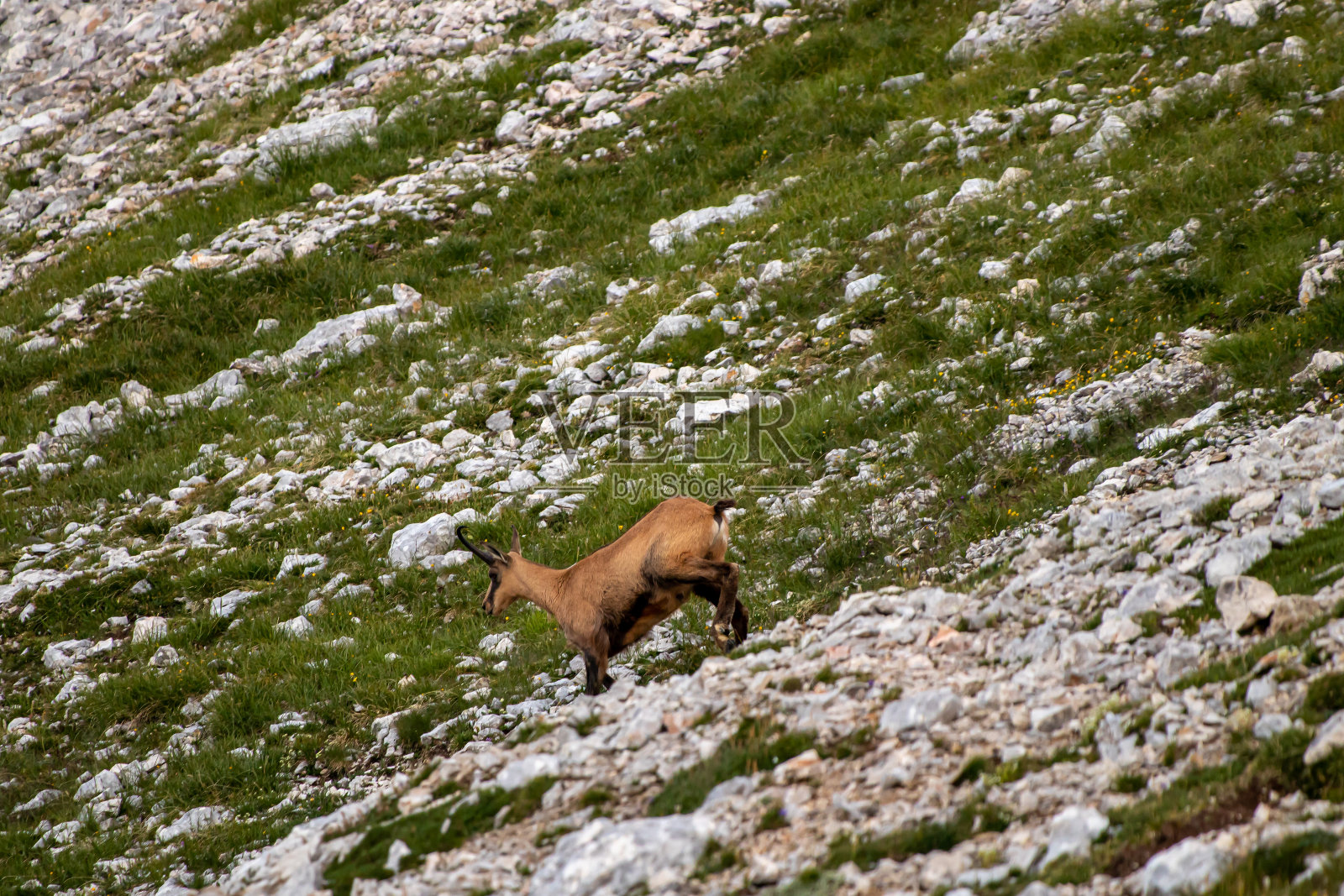 岩羚羊在绿色的草地上，山上照片摄影图片