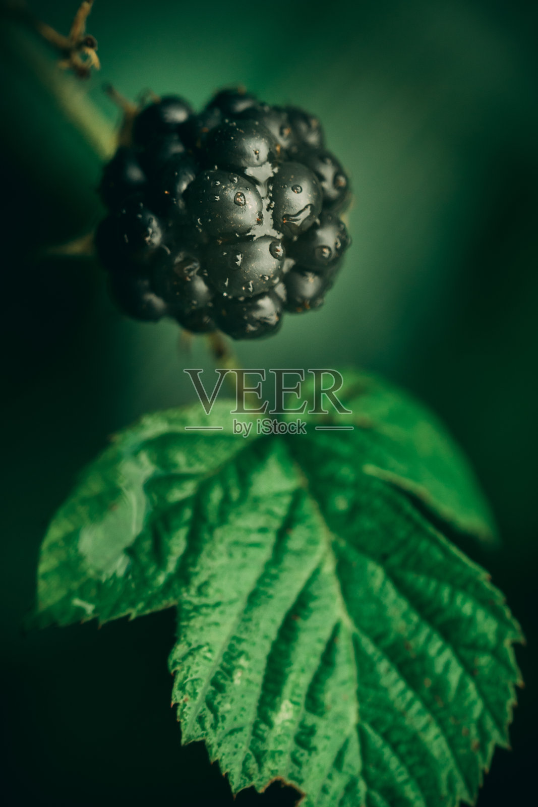 花照片摄影图片