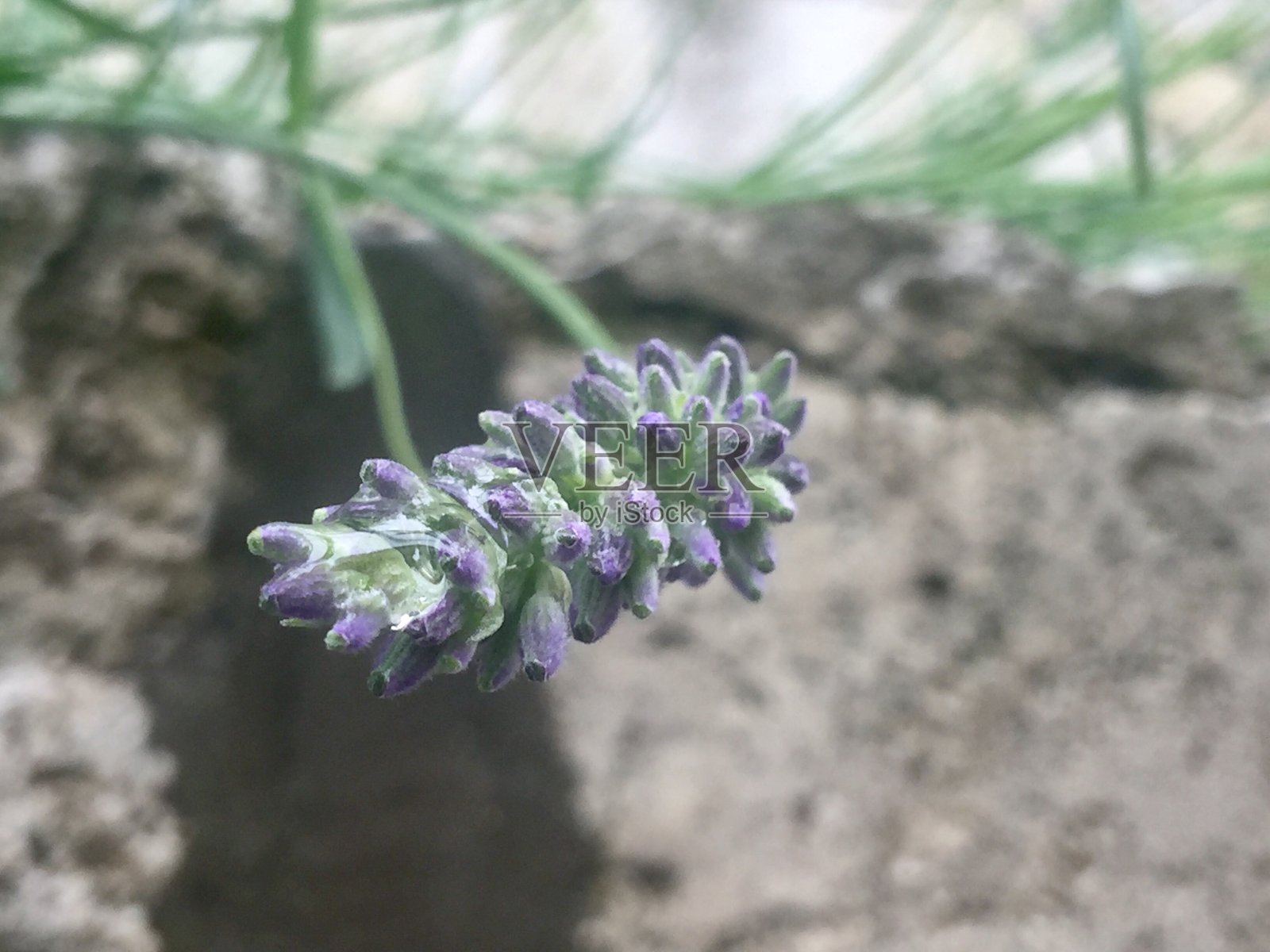 薰衣草的梦想照片摄影图片