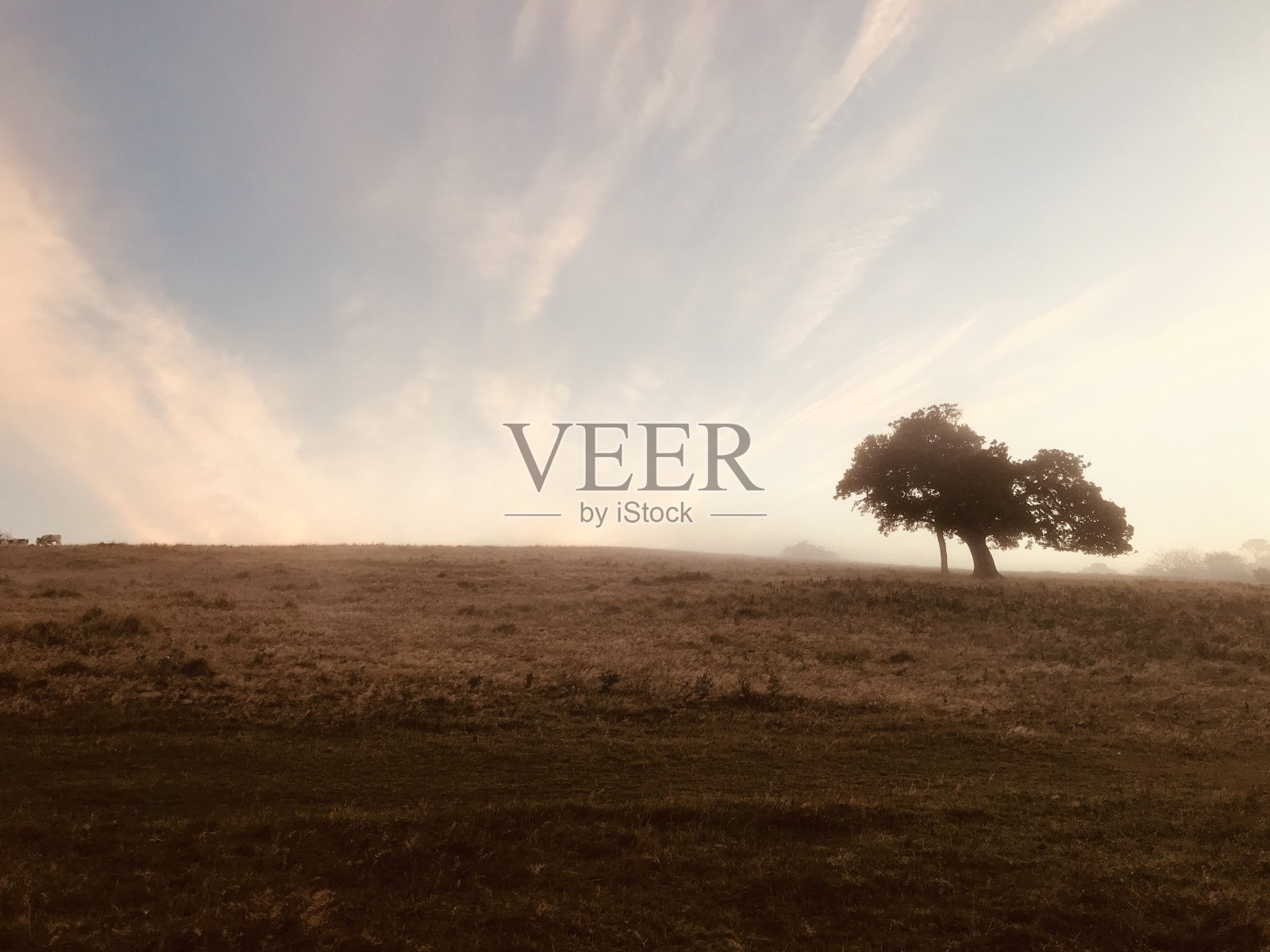 树在天空和田野照片摄影图片