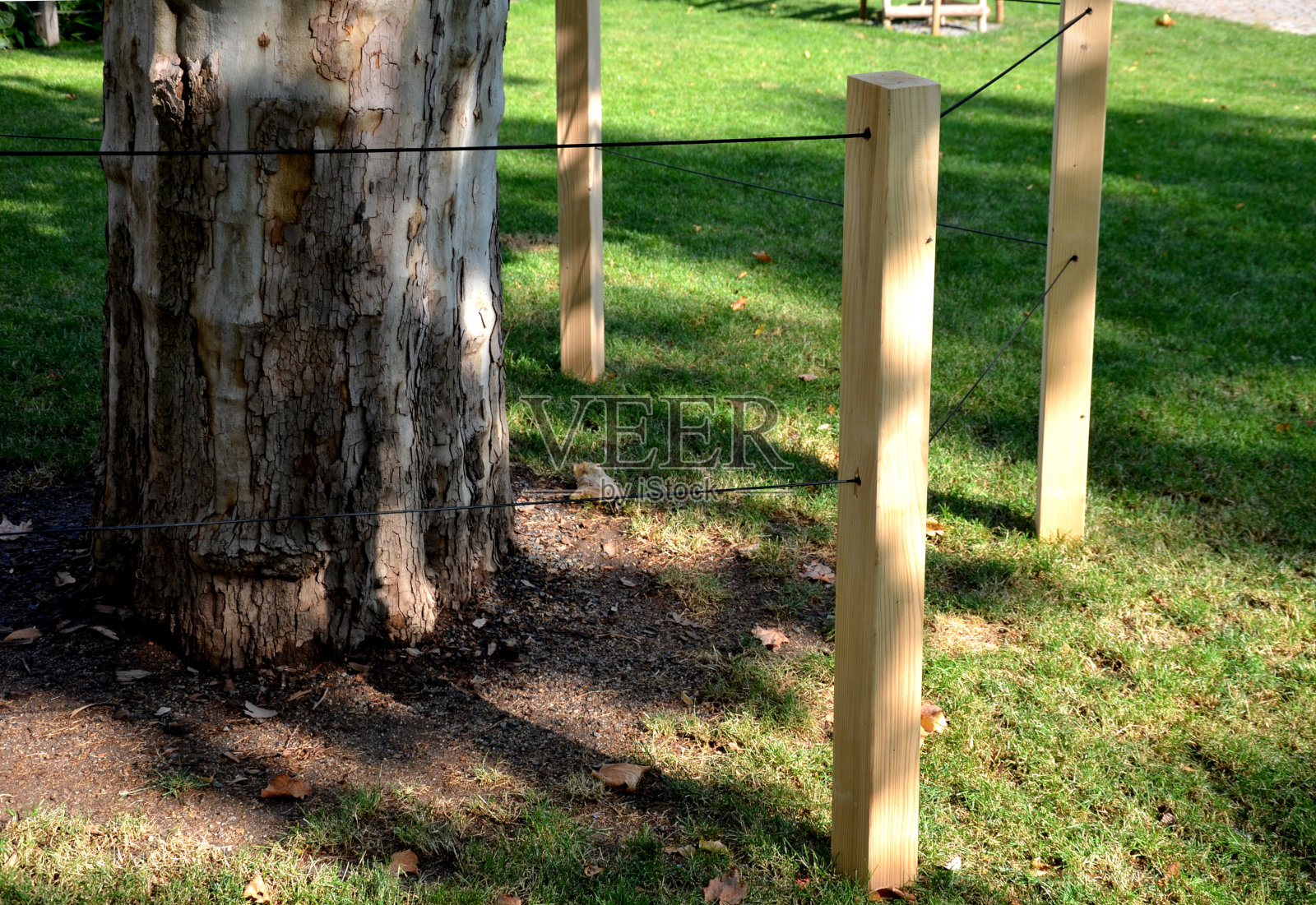 在维护绿化时，必须保护树木和花坛，以免进入。树木被尿液破坏，尿液损害树皮的叶子和根的盐分，施肥与氮照片摄影图片