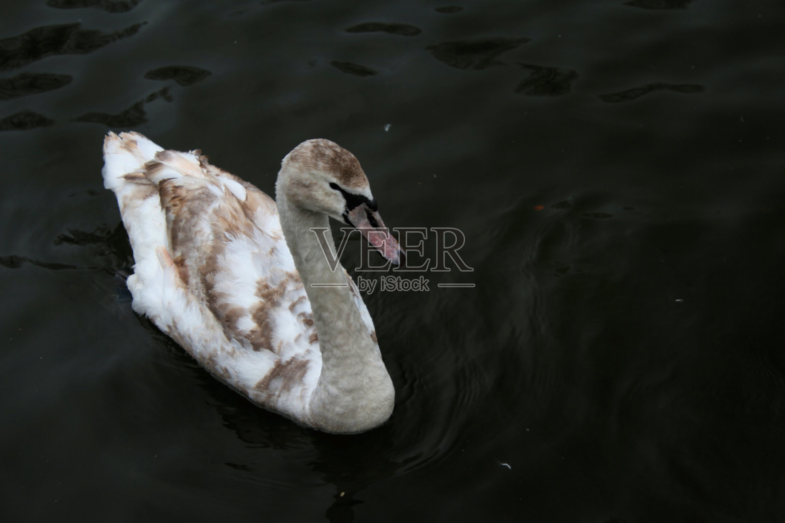 一只沉默的天鹅在水面上照片摄影图片