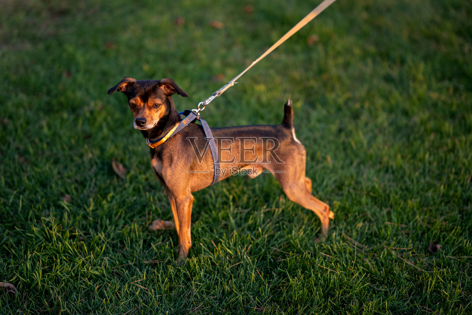 迷你品小狗。照片摄影图片