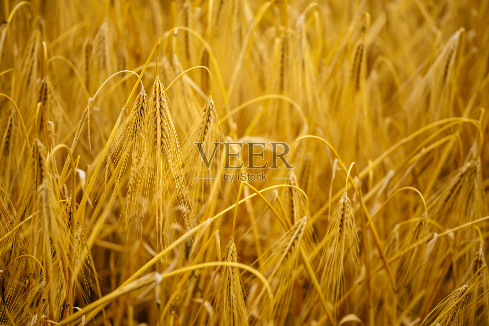 麦片。金色的小麦和大麦的穗子靠近。成熟的耳朵背景。照片摄影图片