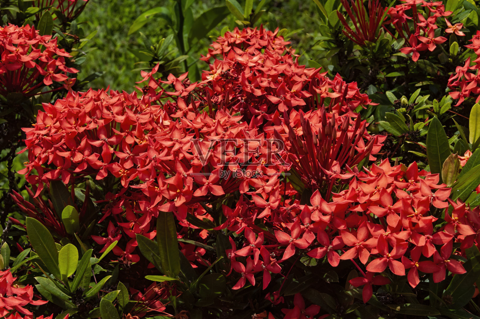 美国夏威夷大岛上的红色穗状花(Ixora coccinea)，叶子为绿色。照片摄影图片