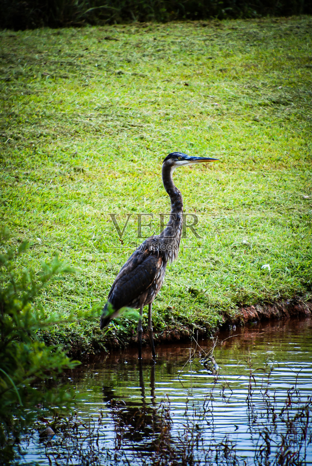 埃格里特照片摄影图片