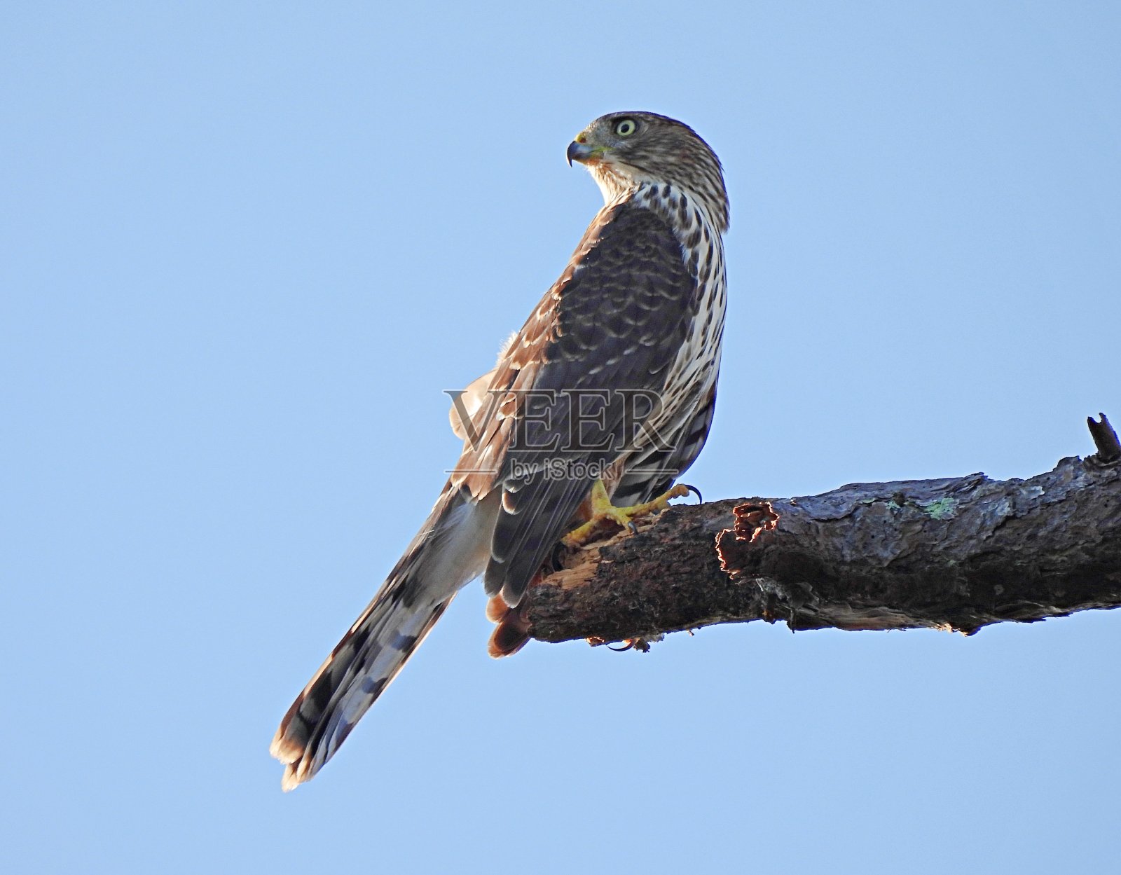库珀的幼鹰栖息在一棵树上照片摄影图片