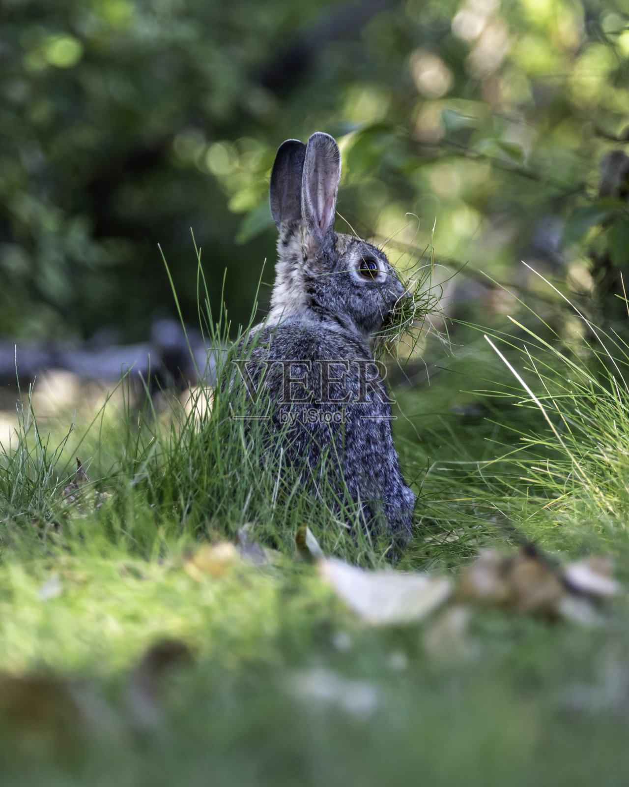 棉尾兔兔照片摄影图片